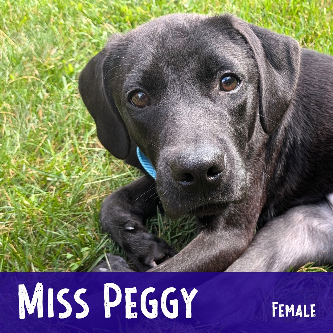 When Adoptable Miss Peggy was found at only 6 months old, she had already endured unimaginable pain. This precious little girl was brought to an Alabama animal hospital after someone found her living under a porch. X-rays revealed buckshot throughout her damaged rear leg, and sadly the leg had become severely infected and rotted away. Despite everything she has suffered, this sweet puppy remains incredibly gentle, trusting, and loving. She, in fact, can’t get enough of being your buddy and would love a home with family around more often than not. She loves to check out what you’re doing and keep you company 🥰 She was so brave during her surgery and recovery and is now thriving in a home setting where all her needs are met and then some! She plays, climbs stairs and gets around just fine, and is delighted to live without all that pain. She’s been practicing her puppy basics to catch up on lost time, but she does well on leash and is an easy-going little gal. She gets along with other dogs, but would probably enjoy being the only dog in her home to give and receive all the love she can after all she's been through. She’s so excited to start her happily ever after full of love and safety!
Learn more about her, watch her videos, and apply through the link in our bio...
.
#adoptablepuppy #rescuepuppy #rescuedismyfavoritebreed