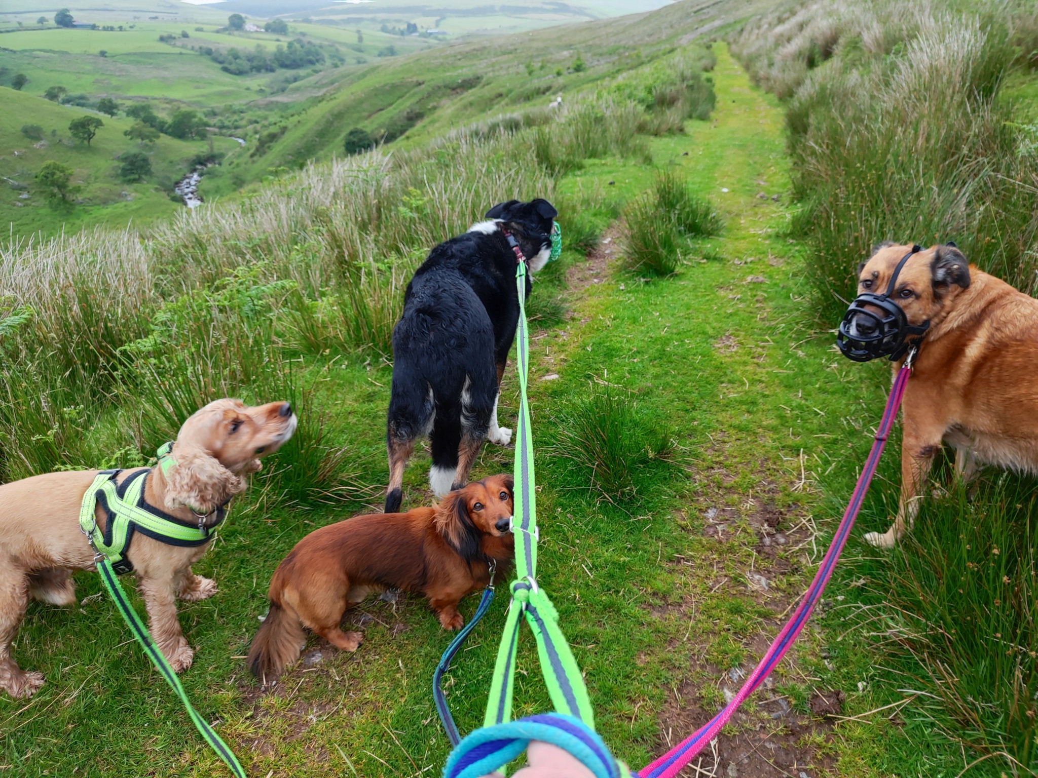 Ted, Maverick, Daryl and Jasper 🐾