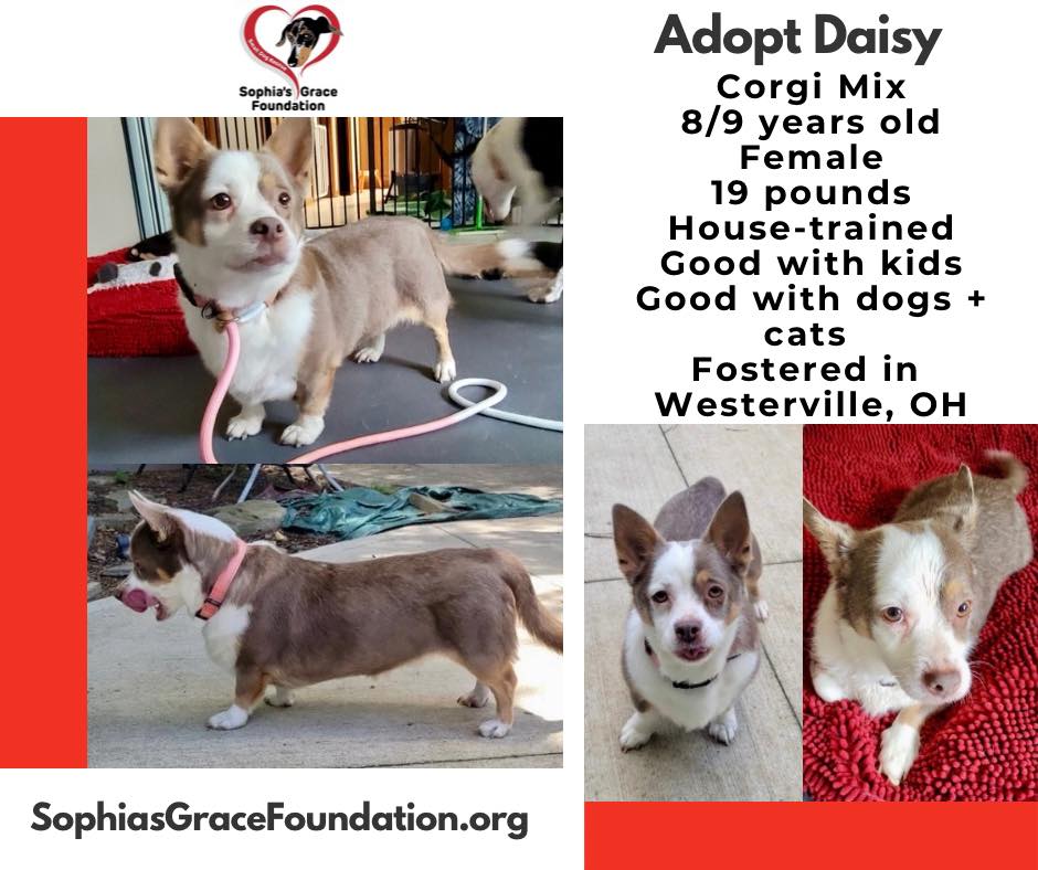 🐾 MEET DAISY: A Sweetheart Ready for Her Next Chapter 🐾
Daisy is the absolute definition of a good girl. After sadly losing her previous owners, this beautiful ⭐️ Terrier/Corgi mix ⭐️is resilient, deeply loving, and looking for a forever family to cherish her for the rest of her days.
🌟 Why Daisy is the Ultimate Companion:
🏡 Flawless House Manners: She is 100% house-trained and exceptionally polite indoors.
🐾 Great with Pets: She coexists peacefully with cats and loves playing with adult dogs (though she prefers to leave the chaotic puppy energy to the younger crowd!).
🛁 Grooming MVP: She is an absolute angel for bath time and sits politely for nail trims.
🚶♀️The Perfect Walking Buddy: She is gentle on the leash and loves leisurely "sniffaris" in nice weather.
🤩 Your Biggest Fan: She will celebrate your return like you’ve been gone for years—even if you just stepped out to grab the mail.
🥣 Her Charming Quirk
Daisy likes things *her* way. Traditional bowls? No thanks. She prefers eating her meals from a lick mat and drinking from a shallow-lipped container. We love a lady who knows what she wants!
Daisy may need a little patience to settle into a new routine, but once she feels safe, her sweet personality completely shines. If you are looking for a calm, loyal, and affectionate best friend, Daisy is your girl.
👉 Ready to give Daisy the happily ever after she deserves? click the link below to read more/apply!
🔗 https://www.sophiasgracefoundation.org/available-dogs/copy-of-patrick-1
#AdoptDontShop #FosterDog #RescuedIsMyFavoriteBreed #CorgiMix #TerrierMix #DogAdoption #fosteringsaveslives #rescuedismyfavoritebreed #smallbreedrescue #dachshundrescue #sgfrescue #sophiasgracefoundation