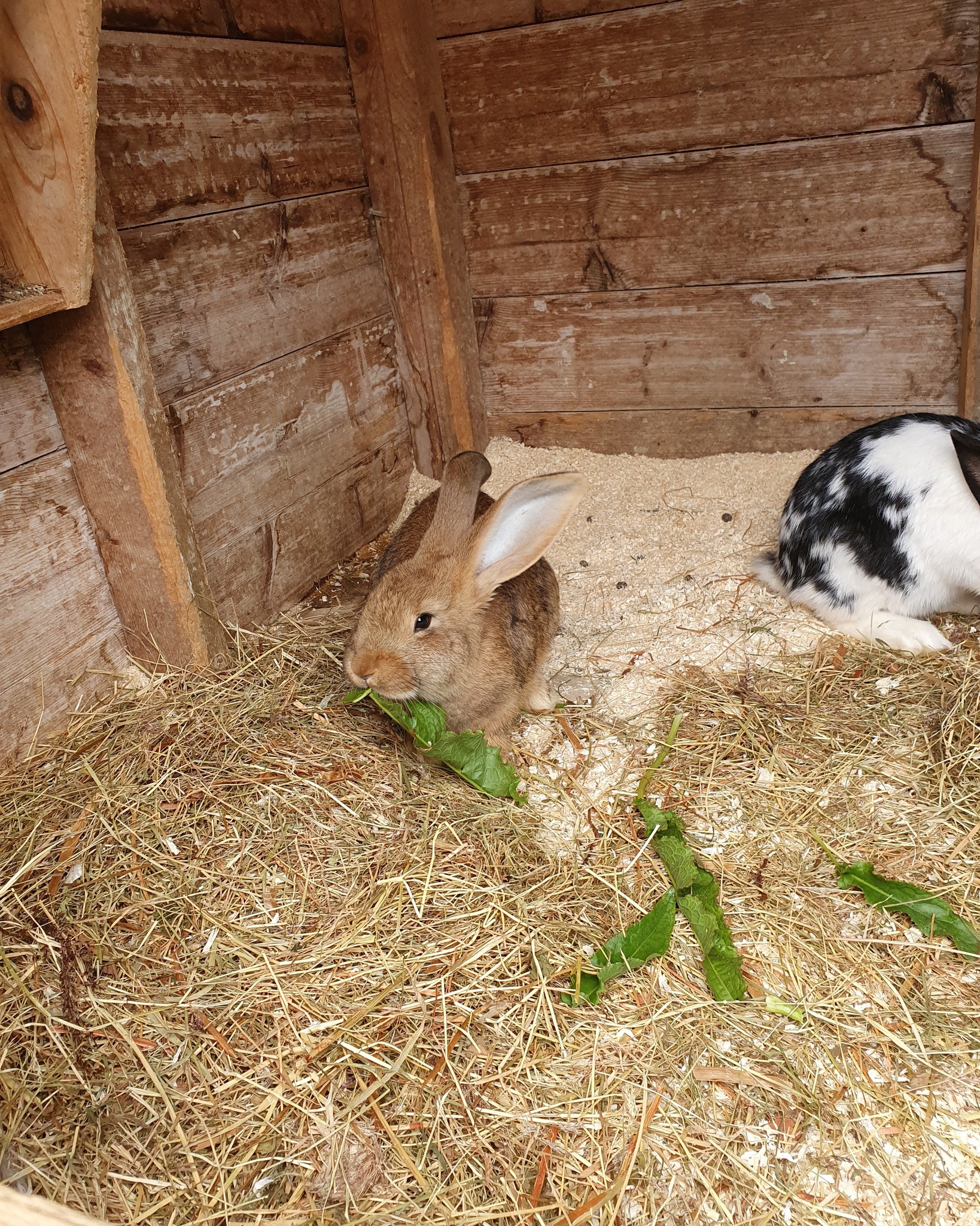🐰 Viktig informasjon til alle besøkende på Snyfjellet Gård 🐰
Vi ønsker å informere om at det fra nå av ikke er tillatt å mate kaninene våre.
Dessverre har vi mistet noen kaniner pga at de har fått i seg feil mat, og vi må derfor være ekstra forsiktige med hva dyrene får i seg. Selv mat som er gitt med gode hensikter, kan være skadelig for kaninene og påvirke helsen deres alvorlig.
Vi ber derfor alle besøkende om å respektere dette og la kun gårdens ansatte stå for matingen av dyrene.
Takk for forståelsen og for at dere hjelper oss med å ta vare på dyrene våre. ❤️
