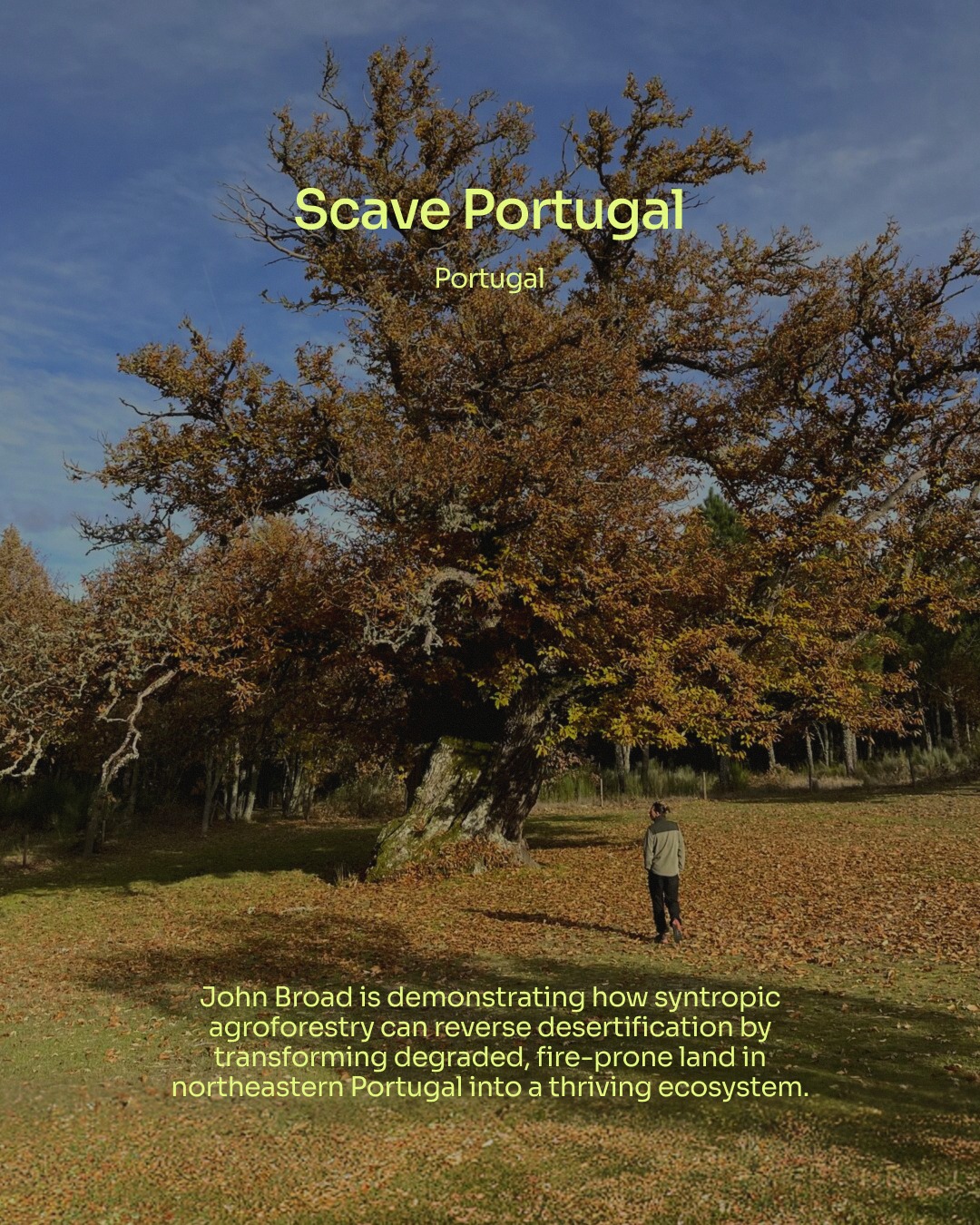 👉Meet John Broad / @scave.world.portugal / 📍Portugal
Scave Portugal was once a sun-baked, inert landscape.
John Broad saw it as an opportunity.
By applying the principles of syntropic agriculture, he transformed a two-hectare pilot plot, planting 25,000 plants, including 900 productive fruit trees and 8,000 support species, chosen to kickstart biological processes using heavy biomass and straw mulch.
The results are already visible.
In 20 years, John plans to have the full 180 hectares transformed, reversing desertification, building a centre of excellence, and generating data to drive policy change across the EU.
🔗 Follow the link in @top50farmers bio to find out how John has taken his syntropic learnings from Brazil to transform desertified land in Portugal. 🌿
✍️ Written by @top50farmers and @bonattos_
#top50farmers #johnbroad #top50farmers2026 #scave #scaveportugal #t50f2026 #T50F #regenag #regenerativeagriculture #regenerativefarming #soilhealth #knowyourfarmer #futureoffarming #europe #portugal