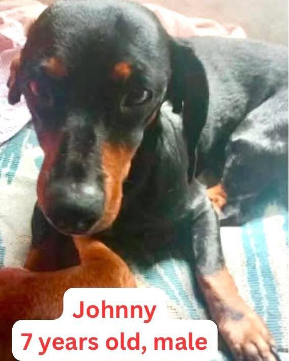 🚨 URGENT: FOSTERS NEEDED IMMEDIATELY IN OHIO! 🚨
We have several dogs facing critical deadlines and heartbreaking situations. Fostering saves lives, and we cover *ALL medical & vetting expenses*—you just provide the love and a temporary home! 🐾
⚠️ CRITICAL DEADLINES ⚠️
THE DACHSHUND FOUR (Springfield, OH) – Deadline 7/5: 4 adult Dachshunds whose owner is being evicted. Great with other dogs, pee pad trained. Transport help available! 🌭
BRUTUS (Columbus, OH) – Deadline 7/4: 7yo, 18lb Chihuahua mix. Terrified in the pound after his owner tragically passed away. Needs out now! ❤️
🏡 MORE PUPS IN NEED 🏡
🐶 ERWIN (Euclid, OH): 2yo, 12lb Silky Terrier mix. Great with dogs, no small kids.
🐶 GIA (Lancaster, OH): 6.5yo Shih Tzu. Retired breeder, super outgoing and playful!
🐶 MOLLY (Lancaster, OH): 5.5yo Shih Tzu. Retired breeder, nervous and needs a calm, kid-free home. Good with dogs.
🐶 GUS (Wooster, OH):10yo, 12lb senior gent. Good with kids but needs a relaxed, quiet home for his golden years.
💔 HOW TO HELP:
1️⃣ FOSTER: If you are in/near these Ohio locations, apply via the link in our bio!
2️⃣ SHARE: Hit share or tag friends below. Your share could save a life!
💬 Comment below IMMEDIATELY if you can open your home!👇
https://www.sophiasgracefoundation.org/volunteer
#FosterDogs #OhioDogRescue #DachshundRescue #ChihuahuaMix #ShihTzuRescue #FosteringSavesLives #RescueDogsOH #UrgentDogRescue #OhioFosters #AdoptMeOhio
#smallbreedrescue #sgfrescue #sophiasgracefoundation