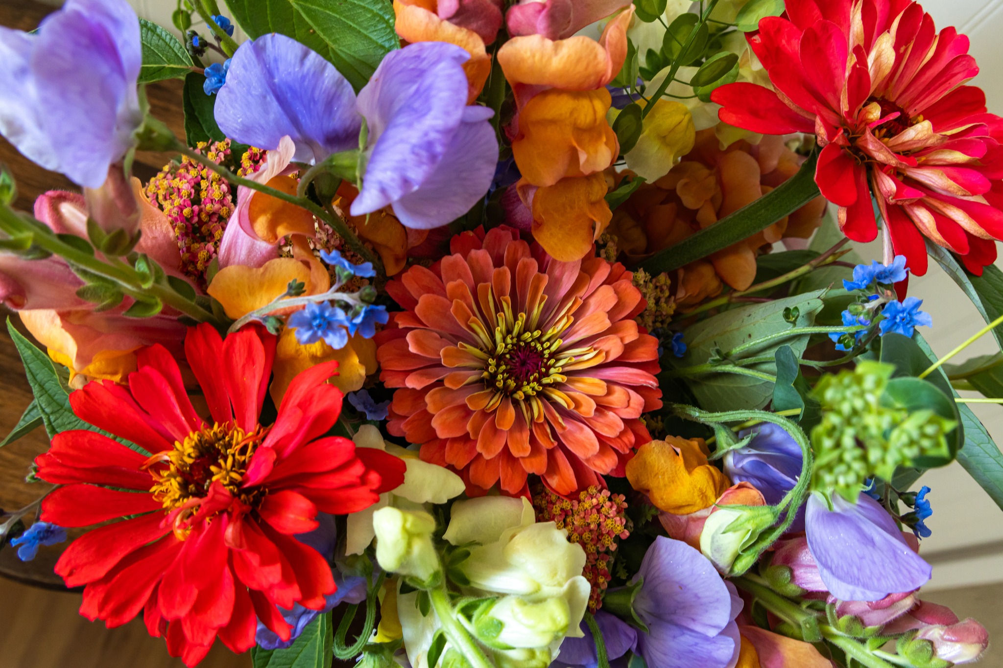 Iridescence.
The center Zinnia is from @floretflower Unicorn Mix. There was an alluring magical blue-purple that captured the eye. It played about in the petals prominent shades of coral. To tease it out of hiding, Blue Forget-Me-Nots and Sweet Pea Winter Sunshine Light Blue were added to this arrangement. There may have been just a little bit of swooning over this one.
Welcome Zinnia season, you make the Ohio heat wave worth it.
#ohioflowers #putnamcountyohio #columbusgroveohio #bloomjunction #villageflowerfarm #locallygrownflowers #flowerbeauty #zinnias