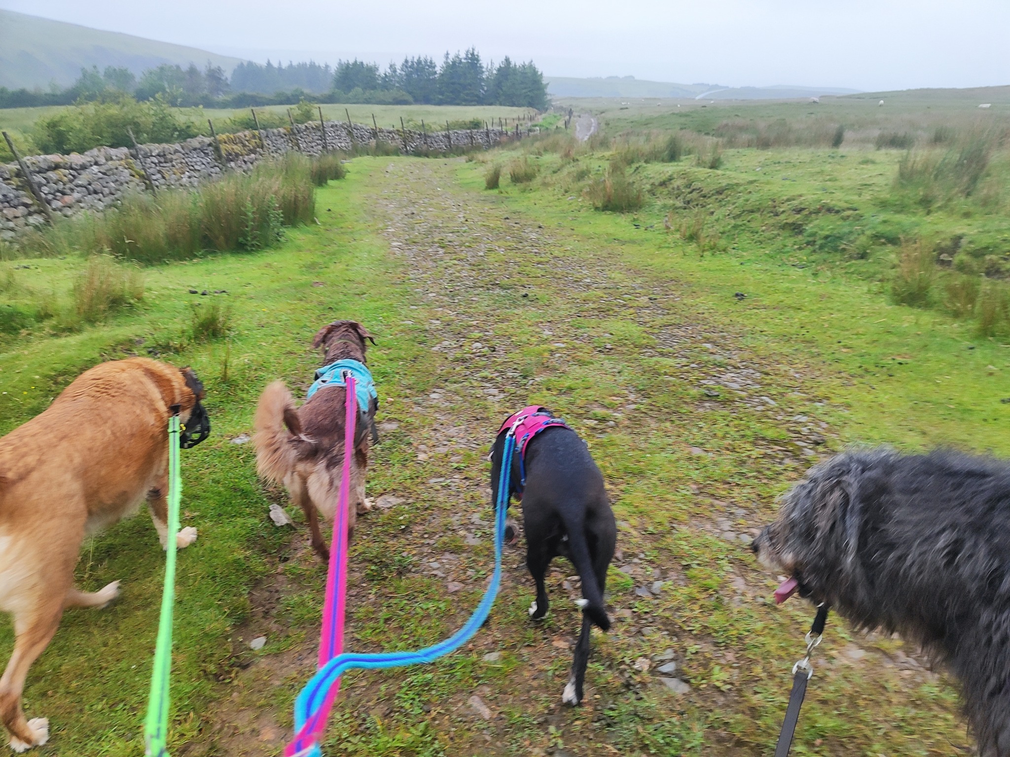 Loui, Daryl, Poppy and Copper 🥰