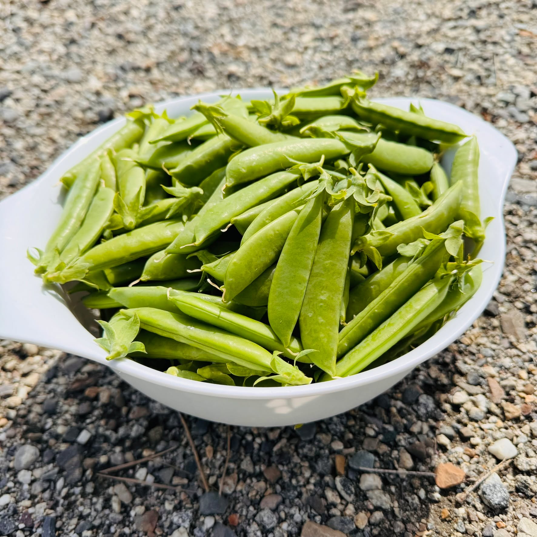 Peas are here!!! 😍 Picked this bowl from the garden today, and there are still more coming. Fresh peas are definitely on the menu this week! 💚
#peasgalore #peaharvest #gardenfresh #homegarden #pnwgarden #growyourownfood