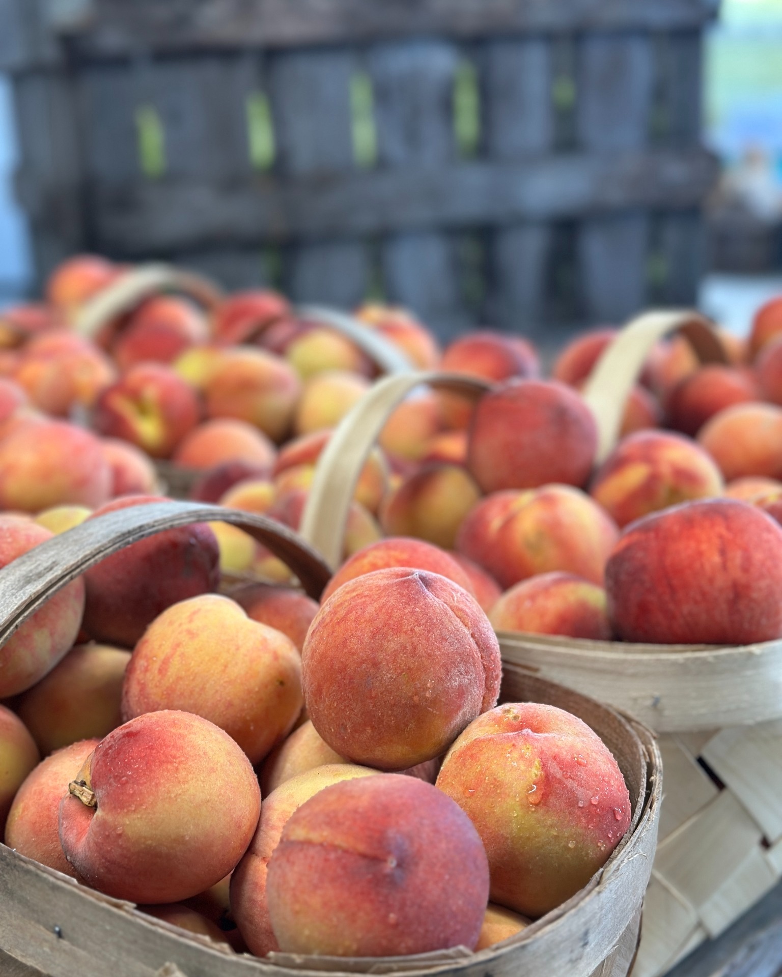 🍑 A little taste of summer has arrived!
Our first pre-picked yellow freestone peaches are ready, and we're opening the orchard a little early (by appointment only) before our official opening on July 17.
Interested in stopping by? Email info@skytoporchard.com to schedule a visit.
✨ Appointments are available starting tomorrow (Friday).
🍏 While you're here, don't forget to grab some Lodi apples for applesauce—available while supplies last!