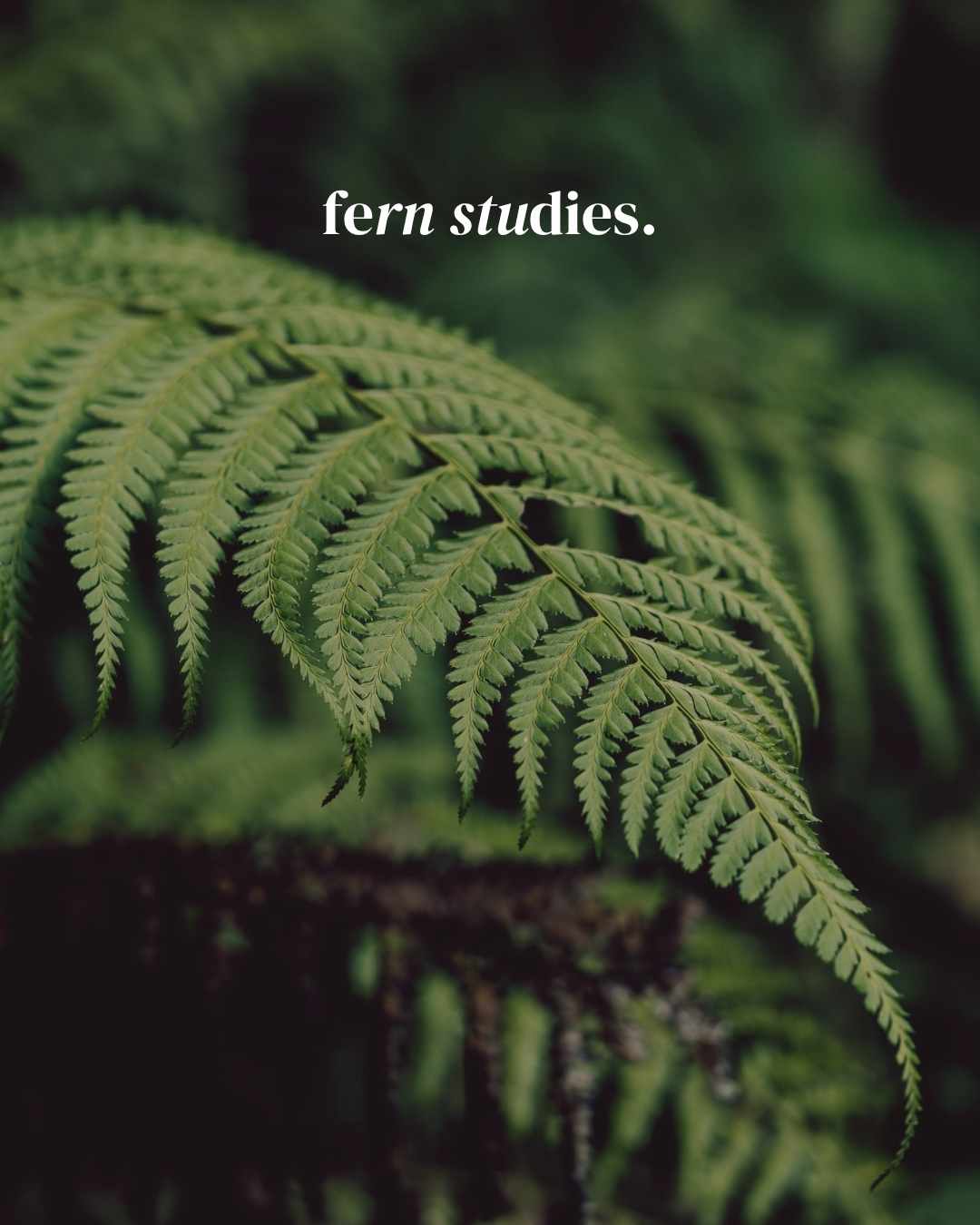 She came to one of my workshops carrying ferns from New Zealand.
She had lived there before moving to the Netherlands, and these ferns—ancient, extraordinary plants—had made the journey with her. At the workshop, she wanted to capture that chapter of her life and those cherished memories in a botanical print.
Afterwards, because I was so fascinated by them, she gifted me a bundle. How generous and kind. I was completely captivated.
Ferns are among the oldest plants on Earth. They existed before flowers, before birds, before almost everything we recognise in nature today. There's something quietly humbling about holding one.
I had the best time printing them. The result is a small collection of fern studies—each one carrying a story and a journey that wasn't my own.
A limited number of "Fern Studies" are now available exclusively through my Stories or via DM. 🌿
#fernprints #botanicalprints #originalart #pressedplants #newzealand #botanicalartist #handmadepaper #natureart #ancientplants #slowcraft #limitededition #Utrecht
