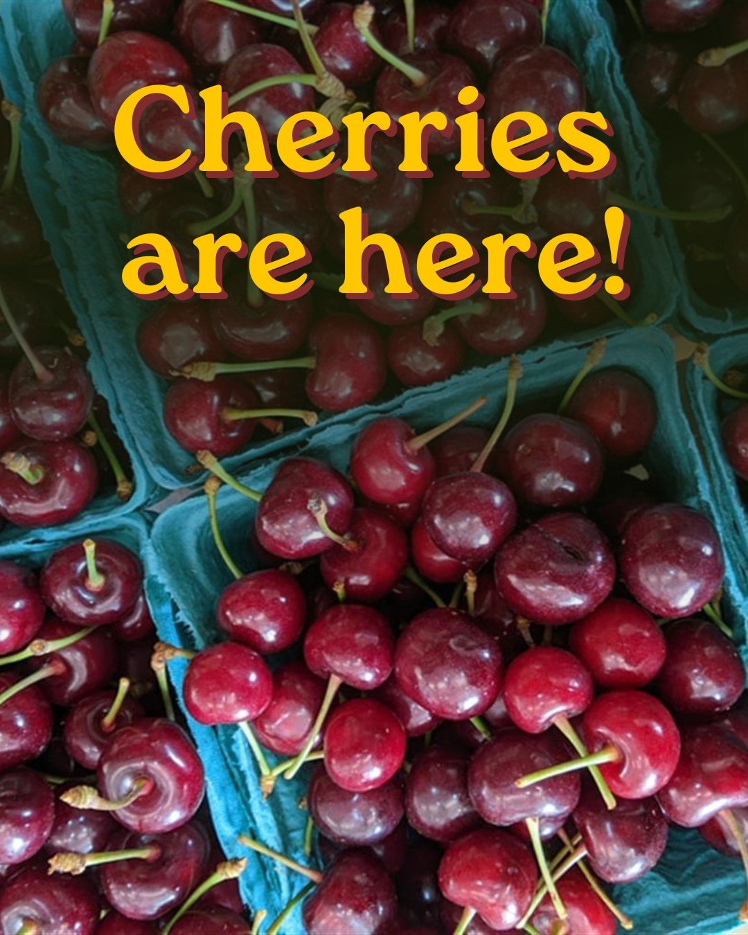 Cherries from @shaworchards are here! Add the first fruits of the summer to you Tuesday or Thursday 🍒
#MarylandCherries #MarylandCSA #ShawOrchards