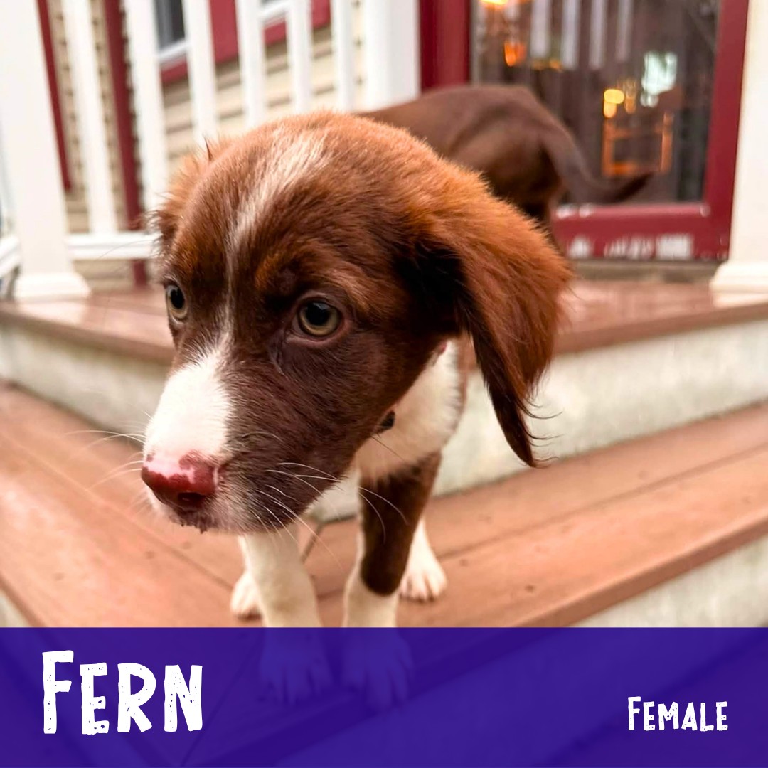 Adoptable Fern and her siblings just arrived from the South from our amazing rescue friends. She’s settling into her New England foster home like a champ and is busy being a curious, playful puppy. She’s a happy little lady that gets along with everyone and can’t wait to be a part of a loving family! She’s good with other dogs of all ages, and is fearless when it comes to… life! She’s having the best time exploring and playing, learning about leash walking and practicing good-girl skills.
Learn more about her and apply through the link in our bio...
.
#adoptablepuppy #rescuepuppy #rescuedismyfavoritebreed