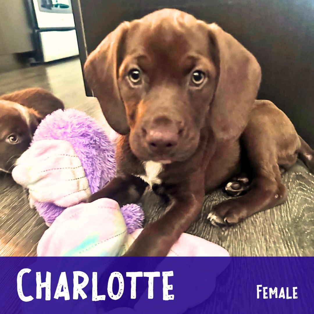 Adoptable Charlotte is fostering with her sister, Fern, and is enjoying all the same puppy shenanigans! She's settling in well, learning and exploring, and is happy to make friends with everyone she meets, including dogs of all ages. She's doing great with crate and potty training and has begun working on leash walking. She can't wait to settle into a loving family of her own!
Learn more about her and apply through the link in our bio...
.
#adoptablepuppy #rescuepuppy #rescuedismyfavoritebreed