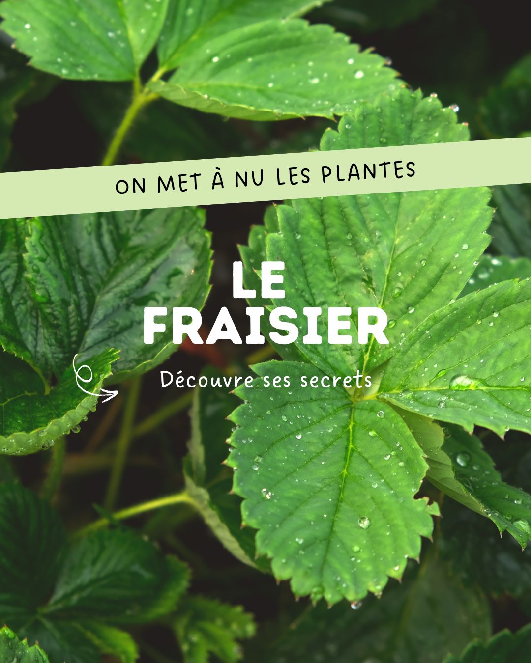 On connaît ses fruits rouges, sucrés et irrésistibles. Mais le fraisier a plus d’un tour dans ses feuilles.
En infusion, ses feuilles offrent une saveur douce, végétale, légèrement tannique — comme une petite note de sous-bois.
Côté botanique, on le reconnaît à ses trois folioles dentées, ses fleurs blanches à cinq pétales et ses stolons rampants, qui lui permettent de partir à l’aventure.
Traditionnellement, on l’associe à trois petits mots: astringent · digestif · reminéralisant
Chez Les Infusions Lioba, on retrouve le fraisier dans La randonneuse, une infusion pensée pour les pauses au grand air.
Une plante discrète, mais pleine de ressources!