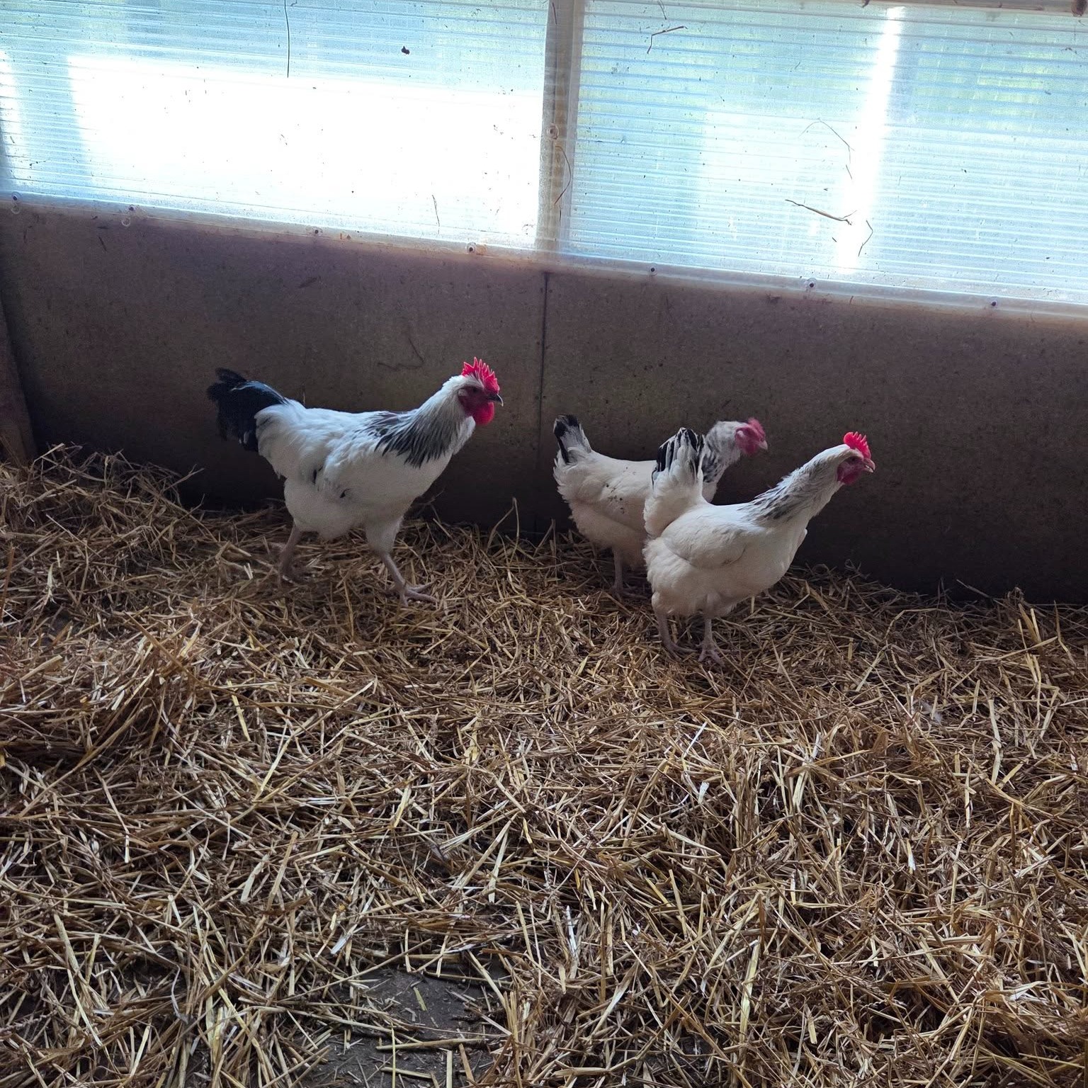 Meet one of our breeding Light Sussex chickens.
Light Sussex are a traditional British breed, known for being calm, hardy and reliable layers. We keep them as part of our breeding flock, helping us produce healthy chicks and hatching eggs while preserving the qualities of this much-loved breed.