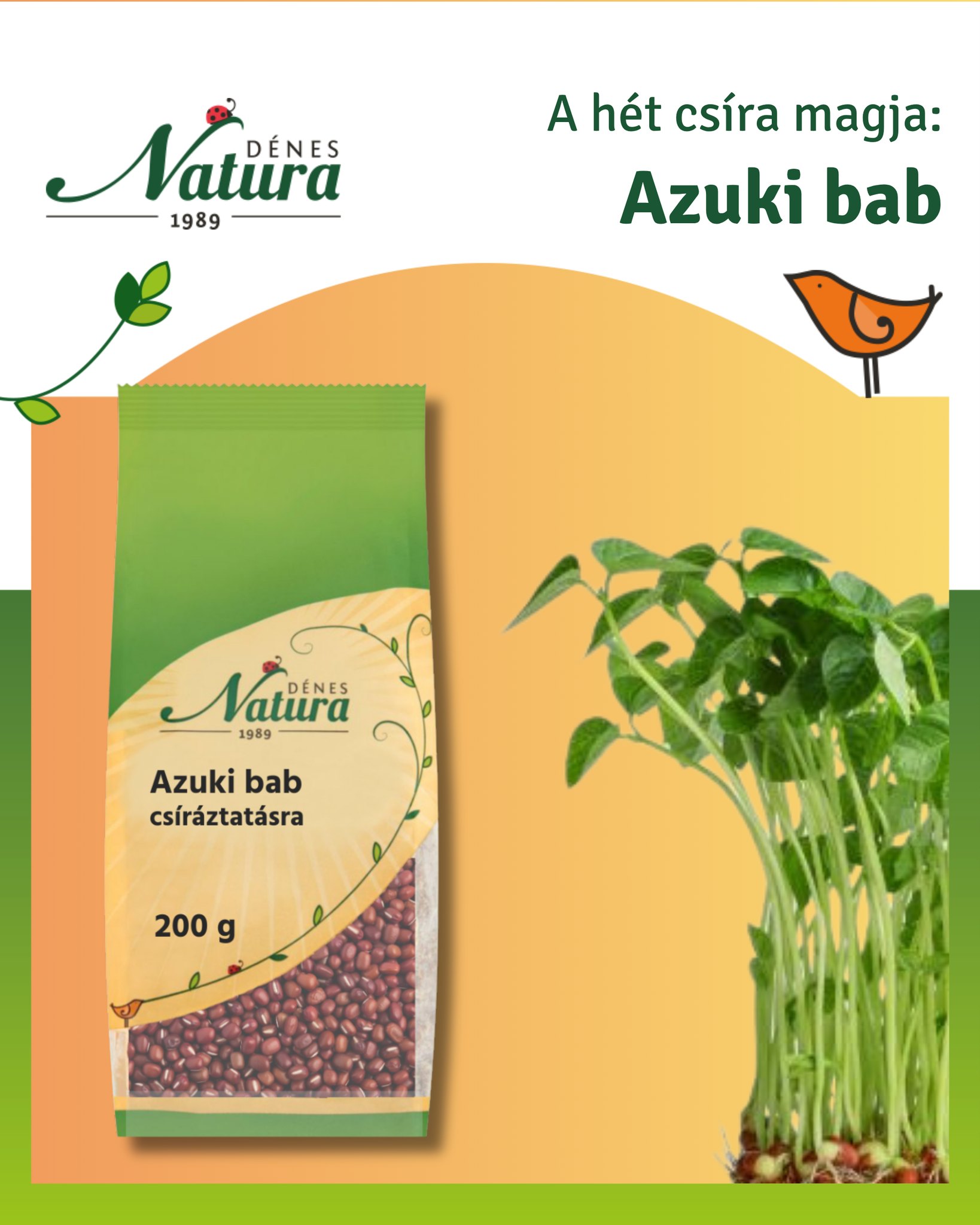 🌱 Azuki bab csíráztatásra – roppanós, enyhén édeskés csírák minden napra! 🌱
Ha szereted a friss, ropogós csírákat, az azuki bab remek választás. Néhány nap alatt zamatos, látványos csírákat nevel, amelyek salátákban, szendvicsekben és ázsiai fogásokban is kiválóan megállják a helyüket.
🌿 Milyen lesz kicsírázva?
Az azuki bab 4–6 nap alatt 4–8 cm hosszú, roppanós csírákat nevel. Szára fehér vagy halvány krémszínű, apró levelei pedig üde zöldek. Húsosabb csírái kellemesen laktatóak és mutatósak.
🥣 Nem csak csíráztatásra!
Az azuki bab a kelet-ázsiai konyha kedvelt alapanyaga. Levesekhez, egytálételekhez, salátákhoz és köretekhez is gyakran használják, csíráztatva pedig friss, ropogós formában fogyasztható.
🥗 Ízélmény
Az azuki bab csírája enyhén diós, finoman édeskés ízű, friss és roppanós. Visszafogott aromája miatt sokféle ételhez remekül illik.
🌱 Miért érdemes kipróbálni?
– könnyen csíráztatható
– roppanós, húsos csírákat nevel
– enyhe, kellemes ízvilágú
– sokoldalúan felhasználható
– kezdőknek is kiváló választás
🥢 Milyen ételekhez illik?
– salátákhoz
– szendvicsekbe és wrapekbe
– wokban készült ételekhez
– rizses fogásokhoz
– levesek tetejére
– bowl-okba és köretként
💡 Azuki bab csíráztatási tippek:
– 💧 Áztatás: 8–12 órára
– 🚿 Öblítés: naponta 2×
– 🌬️ Biztosíts jó szellőzést
– 💦 Ne hagyd vízben állni a magokat
– ☀️ Világos helyen szép zöld leveleket fejleszt
– ⏱️ 4–6 nap alatt már fogyasztható
🌟 Extra tipp:
Ha még roppanósabb csírákat szeretnél, már a 4. napon is fogyaszthatod. A zöld levelek megjelenésével pedig még mutatósabb lesz salátákban és tálaláskor.
🌱 A webshopban elérhető csíráztató üvegedény segítségével a csíráztatás egyszerű, gyors és hatékony – legyen szó azuki babról vagy bármely más csíráztatható magról.
🛒 Elérhető a webshopban: https://shop.denes-natura.hu/azukibab
#denes-natura #csíráztatás #azukibab