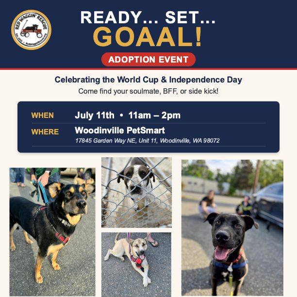 🐾 This weekend! Come see some of our adoptable dogs and maybe meet your new best friend! 🐾
Saturday, 7/11 - 11-2
Woodinville Petsmart
#connellpetrescue #redwagginrescue #adoptdontshop