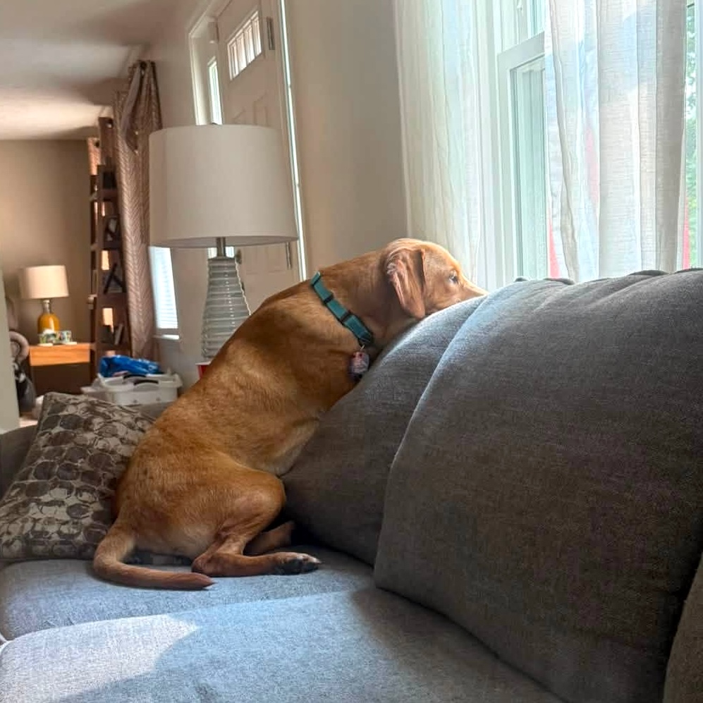 👀 Handsome Adoptable Teddy is on the lookout for his forever family... could it be you??
This 1 year-old sweetie is potty & crate trained and very loving. He can't wait to spend lots of time with a nice family, either being comfy in the home or going on memory-making adventures together (he rides int he car well and is decent on leash, too!). He's good with kids and would enjoy a dog sibling to hang out with. He's a big, darling boy that wants to make up for lost time by giving and receiving lots of love and affection 🥰
Learn more about him and apply through the link in our bio...
.
#adoptabledog #rescuedog #rescuedismyfavoritebreed