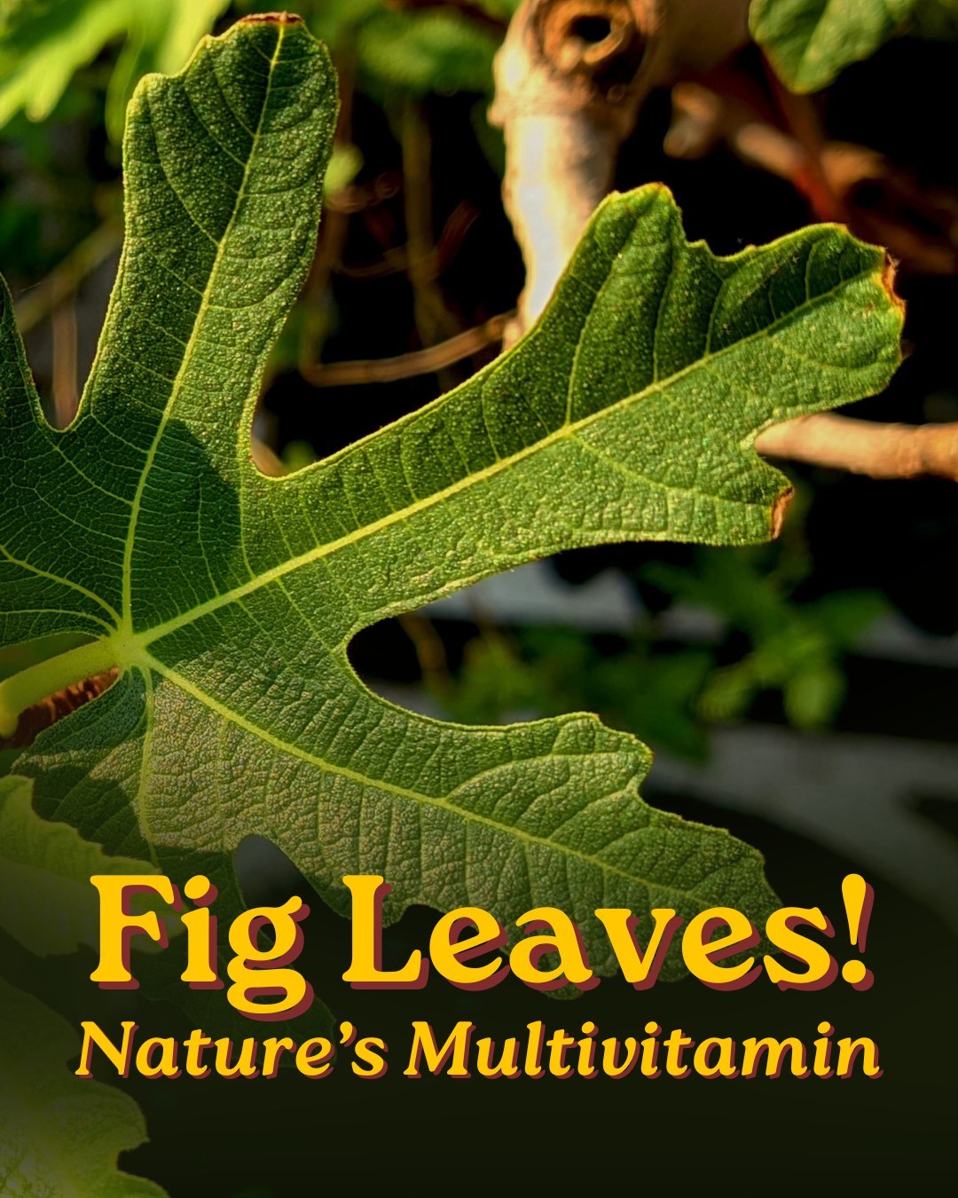 Did you know fig leaves are packed with vitamin A, calcium, iron, manganese, potassium, and many other nutrients? Brew fig leaves with some orange peel and ginger into either a hot or cold tea to give your body an organic wellness shot.
#FigLeaves #FigLeafTea #wellnessshot