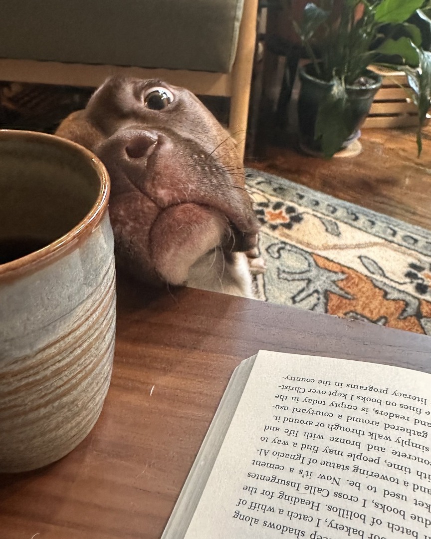 Charlie Brown is wondering if you're going to come to our adoption event July 25th where ALL adult dog & cat adoption fees are just $1. He's hoping you'll use the funds for his adoption fee towards some treats? or a new dog bed? or whatever floats your boat as long he gets to hang out with you!
Swipe to see the many faces of Charlie Brown and then come meet him, and many more dogs and cats, THIS SATURDAY July 25th from 11AM-3PM at the Material Things Studio (flyer is the last photo!).
Hoping to see another one of our dogs or cats alongside Charlie Brown at the event this Saturday? Let us know in the comments!
Hope to see you there!
#adoptionevent #waivedadoptionfee
