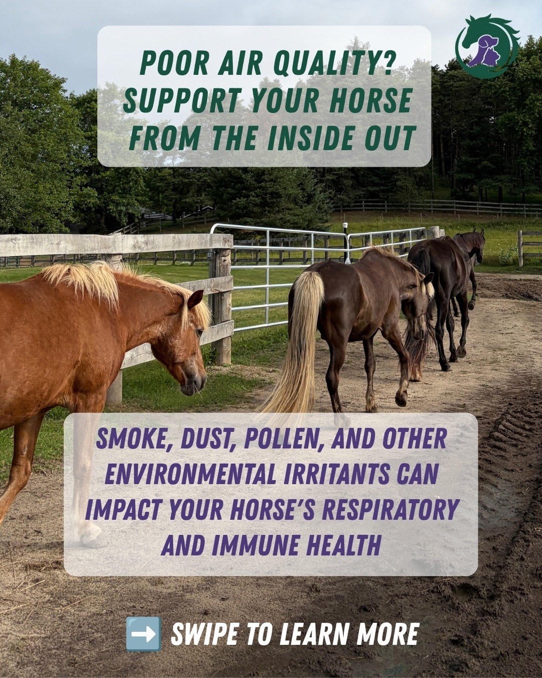 Supporting Your Horse Through Poor Air Quality
Smoke, dust, pollen, and other environmental irritants can put extra stress on your horse’s respiratory and immune systems.
While we can’t always control the air around us, we can support our horses from the inside out. Swipe through to explore some of our favourite products for respiratory and immune support during challenging environmental conditions.
Available at HolisticHorseSource.com
Tottenham pickup | Canada-wide shipping
#HolisticHorseCare #EquineWellness #HorseHealth #HorseSupplements