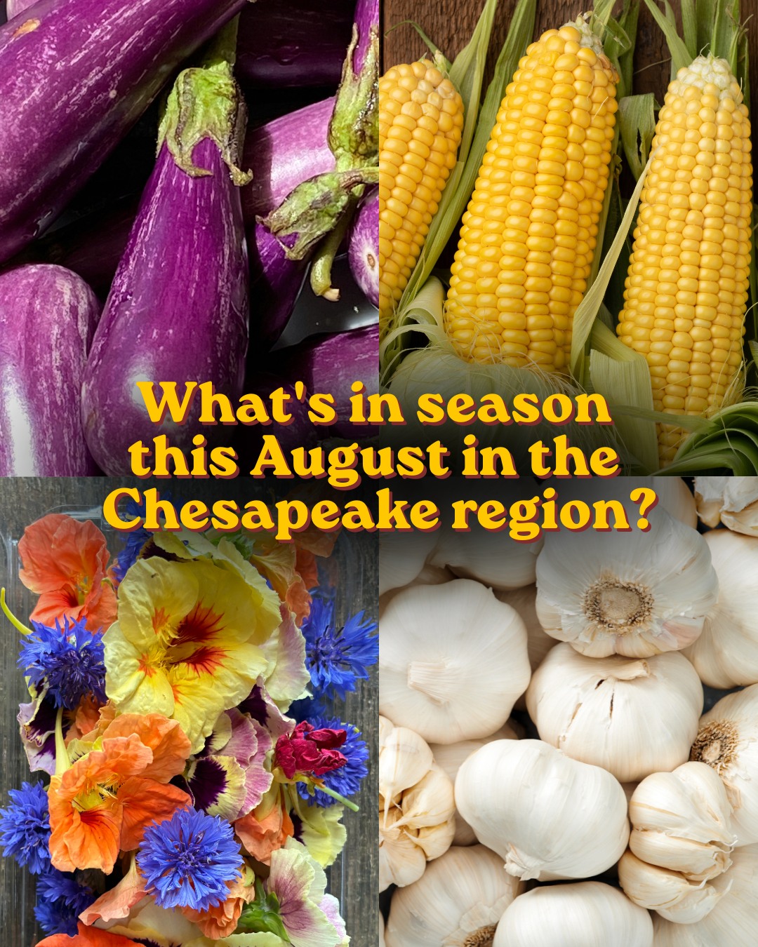 August is where summer reaches its abundance and we're excited by all our new stars joining our online shop 🌺🧄🌽 Check out our:
Onions, Celery, & Swiss Chard from @oakspringfarm
Sweet Corn, Cherries, & Peaches from @shaw_orchards
Herbs, Beets, & Tomatoes from @kitchengirlfarm
Microgreens from @fivecedarsfarm
Kombucha from @hexferments
Hot Sauce from @tommypeppersmd
Jams from @ladybrookbc & @oldlineprovisions
Flour from @doctorfarmerbrother
Beef from @northacresfarm & @hiddenwatersfarm
Edible flowers from @cydoniafarm
AND MUCH MORE!!!!
