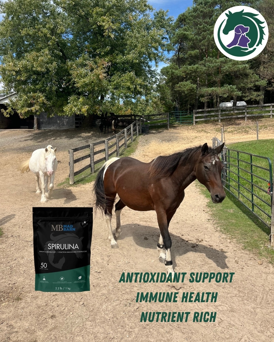 Help your horse thrive through the summer months. Spirulina provides natural antioxidants and essential nutrients to support immune function, healthy muscles, and recovery while helping your horse navigate seasonal challenges like heat, dust, and changing pasture conditions
#madbarn #spirulina #equinesupplements #horsewellness #horsehealth