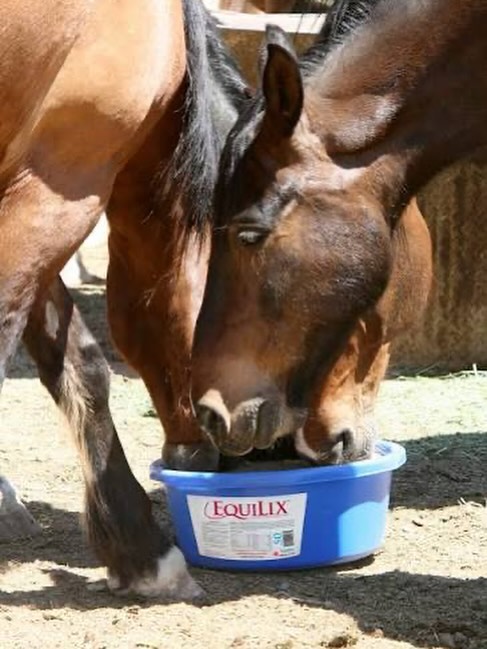 Give your horse a no-molasses, all-in-one supplement that truly supports gut health and performance 🐴
@sweetprofeeds EquiPride® & EquiLix® combine premium protein, omega-3s from flax, organically complexed minerals, and a ProBiotein® postbiotic/prebiotic blend to promote digestion, immunity, coat, joints, and more.
Learn More: agribestfeeds.com/horses
#SweetPro #EquiLix #EquiPride #HorseNutrition #GutHealth