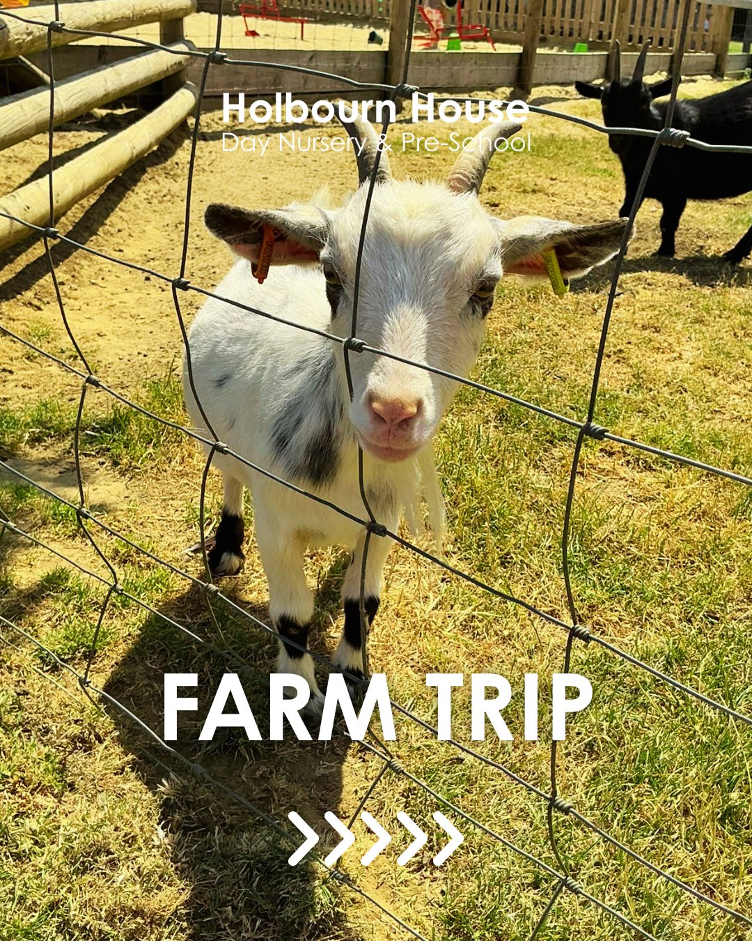 Farm Trip 🐓 🐐 🐄 🐖
A few weeks ago we visited @rookery_open_farm where children had the opportunity to meet a huge range of farm and domestic animals - including goats, donkeys, alpacas, guinea pigs, ducks and chickens - and explore the wealth of play options including miniature tractors, wooden train and the hide 'n' seek trail..
What was your favourite part?
#FarmTrip #EarlyYears #LearningThroughPlay #Explore #Animals #LearningThroughDiscovery