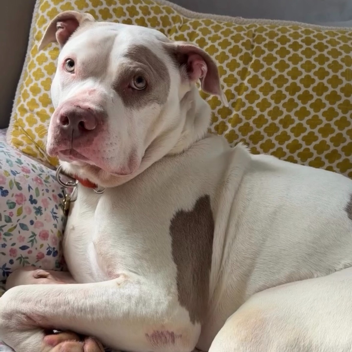 🚨 Our AirBNB time has run out. Tomorrow, at 11 AM, the fosters & Bjorn have to check out and we have no more options. 🚨
Thus far, the only possibilities we have are:
☝️Another foster offering to stay at another AirBNB that we pay for, but not until Sunday
✌️The dog-sitter host in Delaware can receive him Monday for $100/day
Regardless of whichever option we choose we have no offers for tomorrow onwards!
Can anyone help!? All of the previous fosters and ideas we've tried have come from this community stepping up to help! We can't do this without you.
Please share his foster need to any list/board/social/neighborhood group you can!
If you can't help foster, please consider donating to his care linked in our bio ❤️