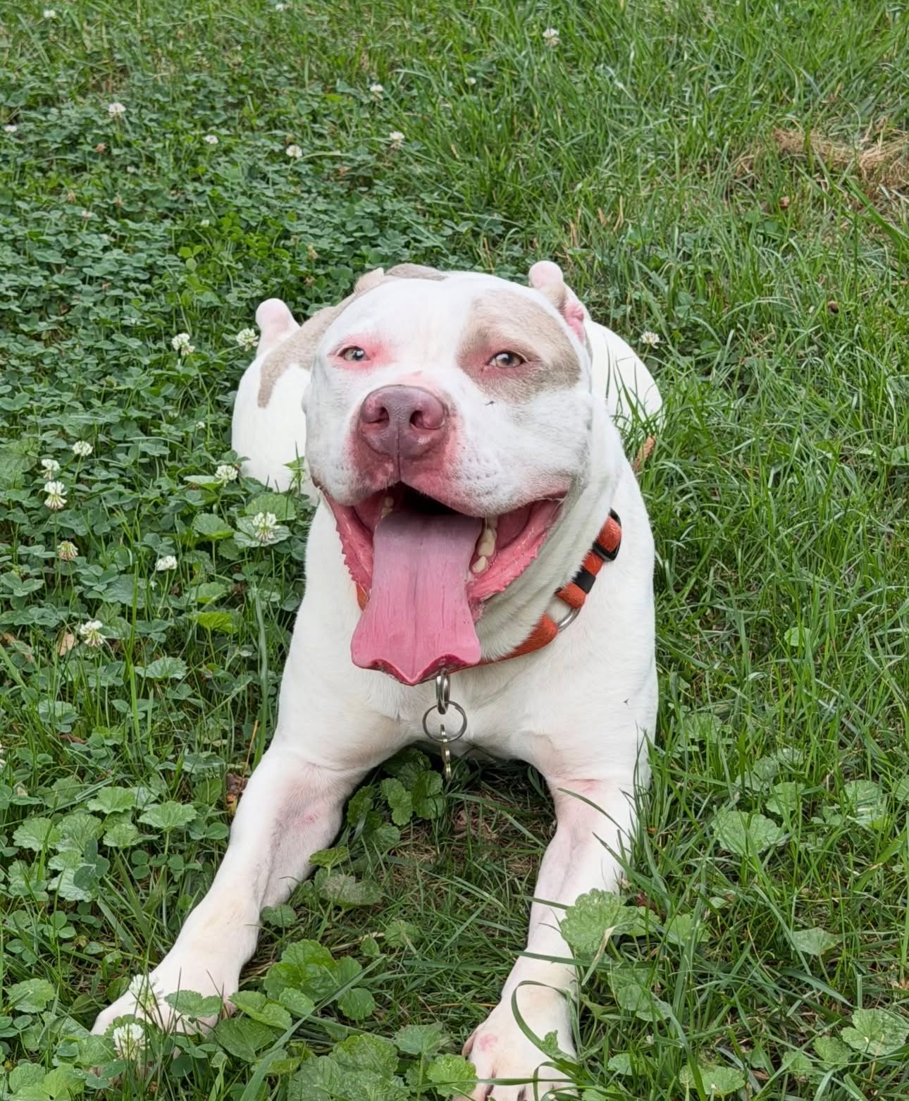 Bjorn Update & Plea For Help 💔
We were unsuccessful in finding a foster for Bjorn by Tuesday night. Thankfully, an overnight foster stepped up to get him through Wednesday afternoon. As a Hail-Mary, a foster offered to split the cost of an AirBNB with us so she could watch him without her dog around until Saturday the 15th.
We of course jumped at the opportunity because we had no other options.
While we are so grateful that we had the funding to split the cost of an AirBNB with a new foster that's not a sustainable solution and is just TWO days away. 🫨
We have not had any offers for a foster starting on Saturday, unfortunately.
Bjorn needs a foster. It's not fair to him to keep bouncing around for one to two days at a time. Even amidst all of the chaos of multiple moves, multiple hour long drives, and more, he has remained a sweet boy.
We need a hero. Someone to step up. 🦸
By Saturday the 15th, we need a new foster that can provide a safe and loving foster home to Bjorn. Bjorn is so loving to people and has lived with kids. He does best in a home without other dogs but can be separated as long as there is a way out of the home without seeing them. He doesn't require a ton of walks (especially if there is a backyard). When he's left for work, he can wait 4-5 hours and have a dog walker come by (we can provide dog walkers) -- he lived over a year with this lifestyle and did well. He is very smart, eager to please, and thinks he's a lap dog in the goofiest way.
As a very last resort, we are open and looking into an extended AirBNB Saturday onwards at a different AirBNB if anyone would like to sponsor a stay OR is able to stay with him in an AirBNB in Virginia!
Please share this ask. We are open to fosters in Maryland, Virginia, PA, DE, and NJ. Our director is based in Washington, D.C. so anywhere within a 3-4 hour drive of the DMV is an option!
Please share his need for a foster to any email lists, group boards, social media, neighborhood groups, or anywhere you can!
If you can't help foster, please consider donating to his care -- link in our bio.
Thank you all for your help!