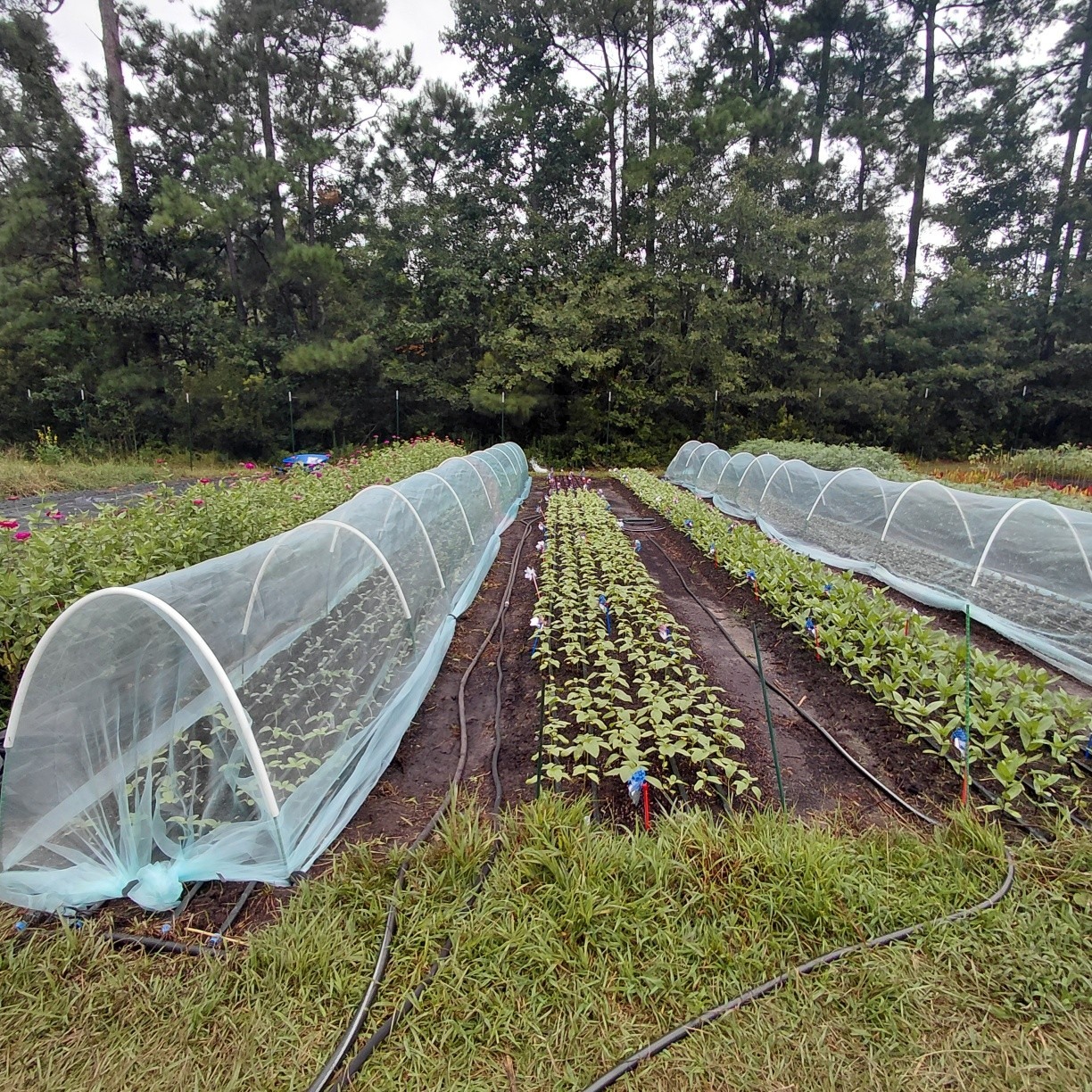Another 600 sunflowers planted! To be ready in a couple months. Procut Orange, Procut Red, Procut White Nite, and Procut Plum. Try your hand at growing your own by finding sunflower seeds at johnnyseeds.com