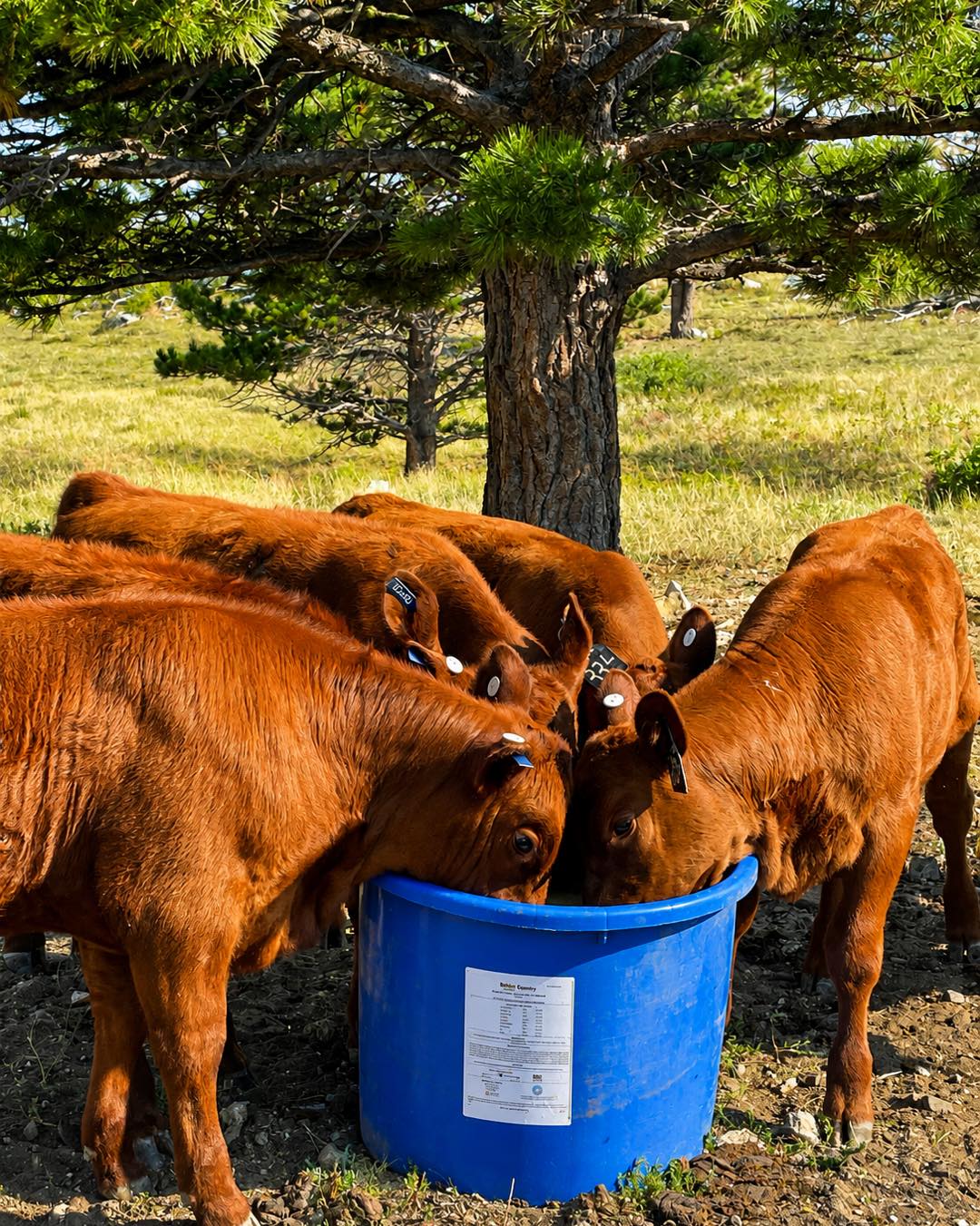 Better rumen health starts with RumenEdge®
Support healthy rumen function, improve feed utilization, and help your cattle perform at their best.
Feed the rumen. Support the herd. 💪
https://www.agribestfeeds.com/products/rumenedge
📸: Kim Cullen
#AgriBestFeeds #RumenEdge #RumenHealth #CattleNutrition #BeefCattle