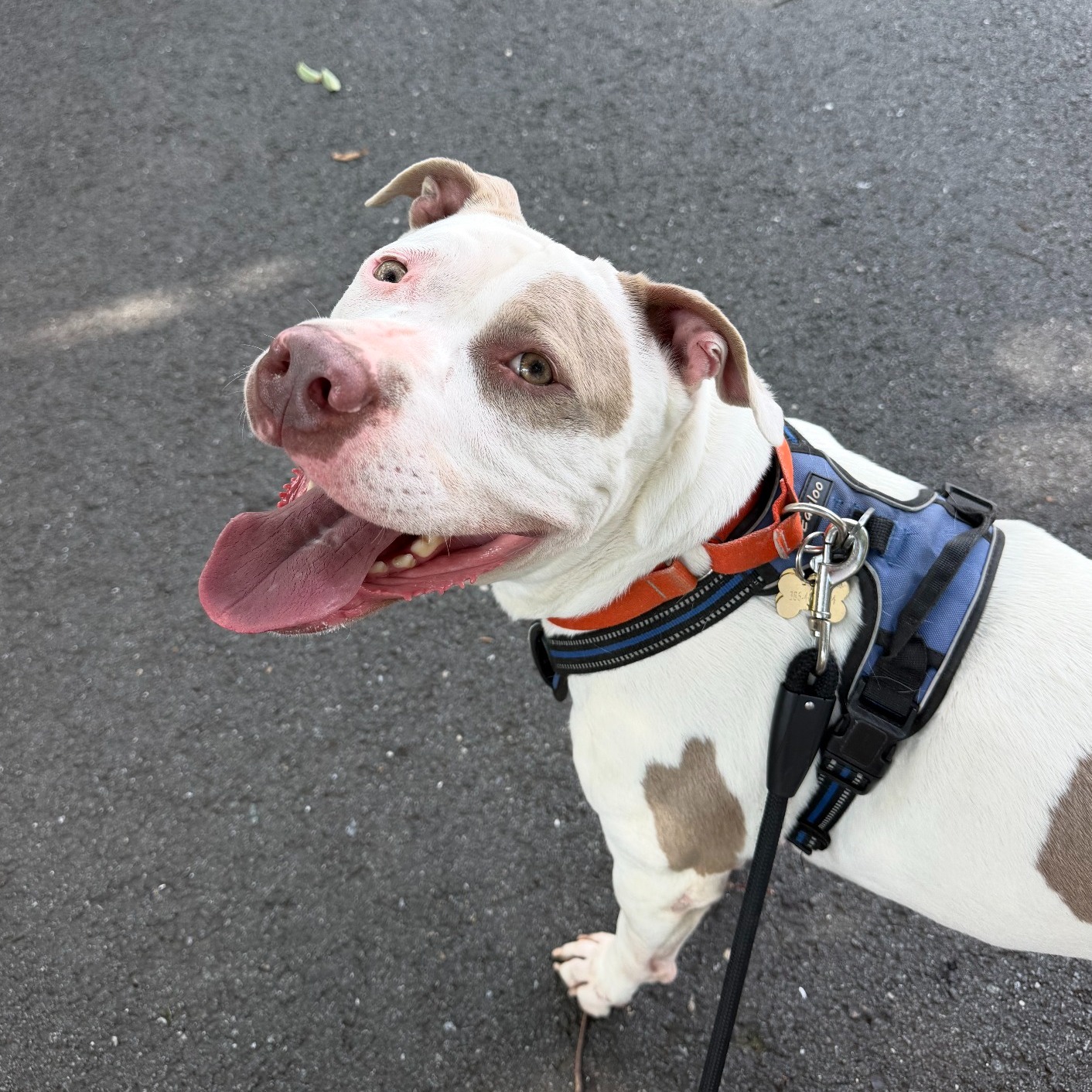 We're trying to pull of a miracle.....
By the very last minute we found a temp foster for Bjorn until Tuesday the 11th (Tomorrow)!
However, that was our last option and Bjorn can't go to boarding. Our *only* offer for a foster home for Bjorn is someone who's currently temporarily watching Chelsea. So we need one of two things:
1. A foster for Bjorn
2. A foster for Chelsea - and thus a foster for Bjorn is also found
We have no-one in our foster home database that can take either dog. We need YOU - our community and our dog's biggest supporters - to help us. We know Bjorn & Chelsea's foster homes are out there, we just haven't found them yet!
Here's how you can help:
-FOSTER!!! We need someone by Tuesday the 11th 🚨
-TAG!!! Tag friends, family, coworkers, influencers, whomever you can to help us spread the word 👯♀️
-SHARE!!! Share this on your pages, in listservs, on community boards, anywhere you can!
Swipe to see some stats and answers to quick questions!
We can't do this without you!! Thank you for all your help and support!