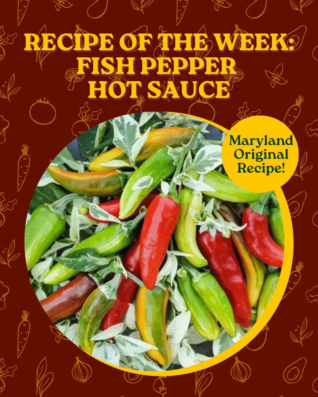 Fish Peppers share a unique history with the Chesapeake Bay — they are a rare chili pepper that was first brought over by Haitian merchants in the early nineteenth century after the country gained its independence from France.
Once in the United States, the fish pepper was grown and cultivated by enslaved African Americans in the Chesapeake region who integrated them into local gumbo and other culinary dishes. These dishes intrigued many travelers to the region who came looking for world-famous seafood dishes that mixed heat and sweet into a unique flavor profile.
Today, the fish pepper is prized for its versatility as its flavor and spice level change over the course of its ripening. A secret ingredient in many Chesapeake kitchens today is fish pepper hot sauce, which provides a mix of tangy citrus and peppery spice to any meal 🥗 ❤️
#FishPepper #FishPeppers #FishPepperHotSauce #LocalFoodSystems #BaltimoreEats #BuyLocalBaltimore #MarylandMade #ChesapeakeRegion #FarmToTable #LocalFood #SupportLocalFarms