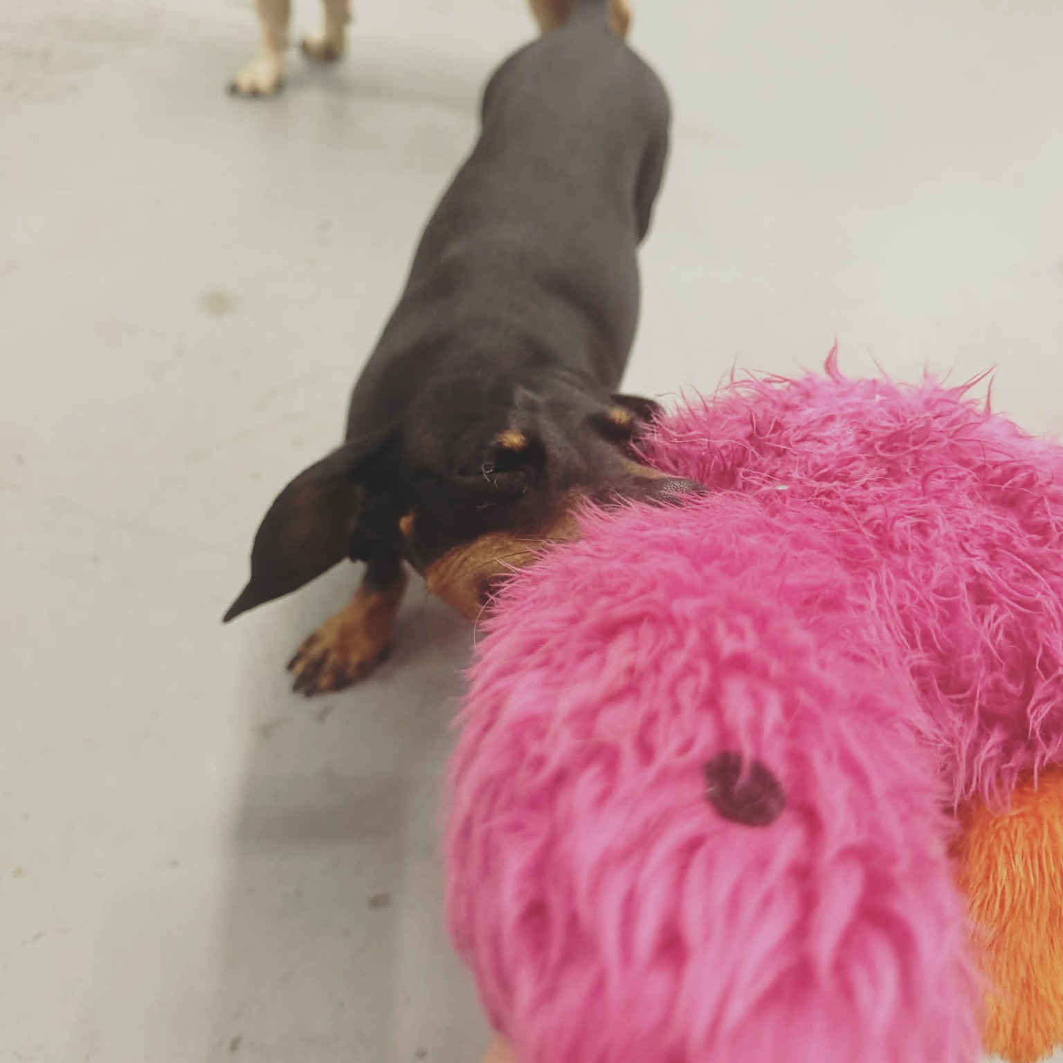 🐾 Thursday Puppy Tip: Socialization Isn’t Just Playtime 🐶
When people hear “socialize your puppy,” they often think it just means letting them meet every dog and every person.
But good socialization is really about helping your puppy learn how to handle the world with confidence.
That means exposing them to things like:
✨ New surfaces
✨ Different sounds
✨ People moving in weird ways
✨ Calmly watching other dogs
✨ Handling and grooming
✨ Crates, car rides, and new environments
✨ Learning when to engage and when to settle
The goal isn’t a puppy who thinks everything is a party.
The goal is a puppy who can stay thoughtful, confident, and connected to you when life gets exciting.
That’s exactly what we work on in Polite Puppy Class, confidence, manners, engagement, and the foundations your puppy needs for the real world.
📅 Next class starts Tuesday, September 1st
⏰ 6:00 PM – 7:00 PM
Message us or visit DauntlessDogTraining.com to sign up!
#PuppyTraining #PolitePuppy #PuppySocialization #DauntlessDogs #DogTraining #PasadenaMD #CurtisBayMD #ConfidentPuppies #StartThemRight