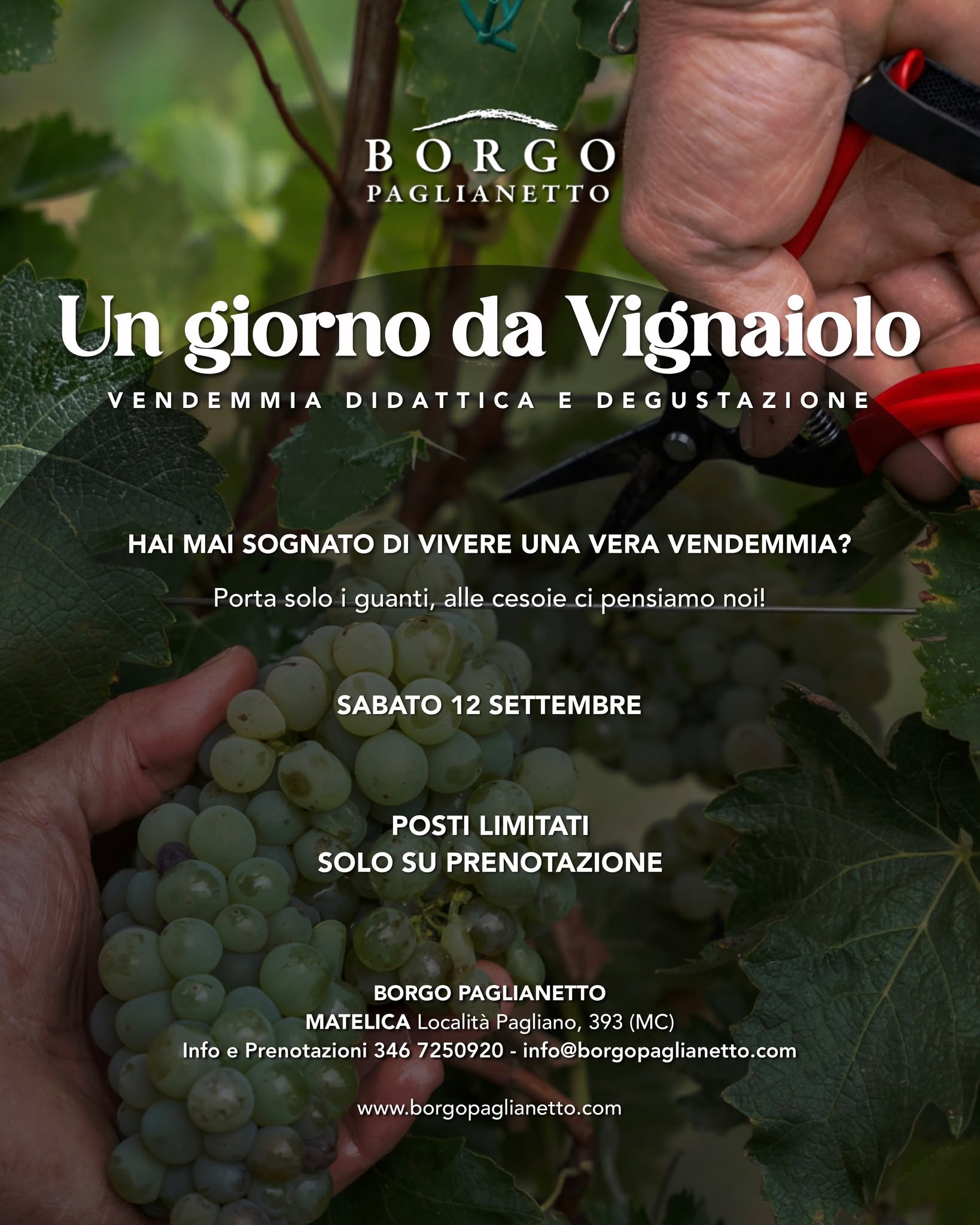 UN GIORNO DA VIGNAIOLO - Vendemmia didattica
🍇 Vivi la vendemmia come un vero vignaiolo.
C'è un momento dell'anno in cui la vigna si riempie di energia, profumi e mani al lavoro. È il momento della vendemmia: il finale di un'annata e l'inizio di una nuova storia in bottiglia.
Unisciti a noi per un'esperienza autentica tra i filari: raccogli l'uva, scopri i segreti della vendemmia e lasciati guidare in cantina alla degustazione del nostro Verdicchio di Matelica DOC o del nostro Marche Rosso IGT accompagnato da una selezione di prodotti locali a km zero.
Il nostro enologo condividerà curiosità, tecniche di degustazione e consigli sugli abbinamenti, per farti vivere il vino con occhi (e calice) nuovi.
✨ Perfetto da vivere con gli amici, in famiglia o come esperienza di team building.
SOLO su prenotazione - posti limitati
Ti aspettiamo in vigna!
📞 Chiama il numero 3467250920
💬 Scrivi su WhatsApp
📧 Oppure manda una mail a info@borgopaglianetto.com
_____
🍇 Experience harvest season like a true winemaker.
There’s one magical time of the year when the vineyard comes alive with energy, aromas and the excitement of harvest. It's the end of one vintage and the beginning of the next.
Join us for an authentic vineyard experience: pick the grapes, discover the art of harvest, then head back to the winery for a guided tasting of our iconic Verdicchio di Matelica DOC or Marche rosso IGT paired with a selection of locally sourced delicacies.
Our winemaker will share tasting techniques, food pairing tips and the stories behind every glass.
✨ A memorable experience to enjoy with friends, family or as a unique team-building activity.
#verdicchiodimatelica #matelica #vinoitaliano #organic #madeinitaly #siamofivi #borgopaglianetto #winelovers