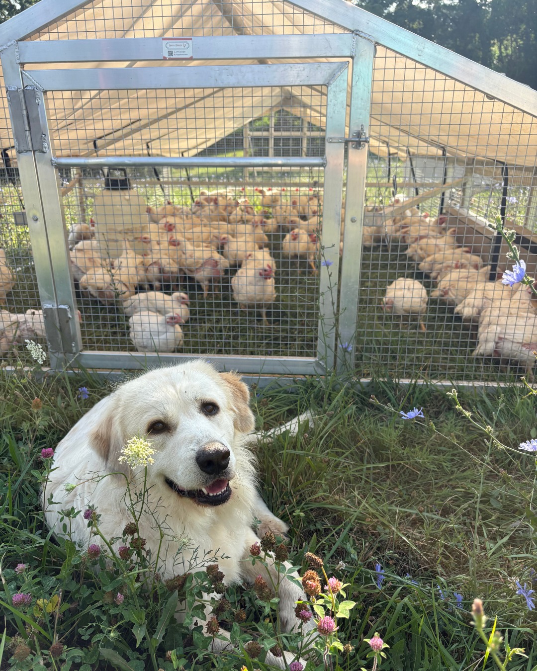 Today is a very special day for all farmers — it's #NationalDogDay! CF2T is very proud of all the good dogs (and puppies!) that help protect our farmers' chickens, bees, and plants. 🥹
#ChesapeakeFarmtoTable #BaltimoreEats #BuyLocalBaltimore #MarylandMade #ChesapeakeRegion #FarmToTable #LocalFood #SupportLocalFarms