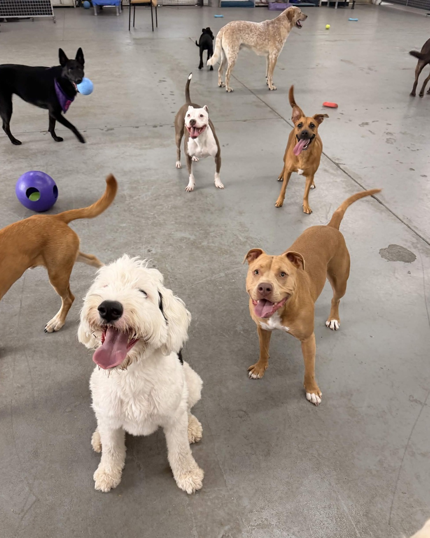 🐾 Daycare at Dauntless Dogs: More Than Just Playtime 🐶
Looking for a safe, structured place for your dog to burn energy, make friends, and have a better day than most of us? 😅
Our daycare gives dogs the chance to play, socialize, and enjoy supervised enrichment in an environment built around safety, structure, and good decision-making.
At Dauntless Dogs, daycare can include:
✨ Supervised playgroups
✨ Safe socialization
✨ Structure and routine
✨ Rest breaks throughout the day
✨ Confidence building
✨ One-on-one attention when needed
✨ Options to add on training
Not every dog is a wild social butterfly, and that’s okay! Dogs who aren’t suited for group play can still enjoy private playtime and engagement with our staff.
⏰ Drop-off as early as 6:00 AM
⏰ Pick-up as late as 7:00 PM
📍 7609 Energy Pkwy Unit 1001, Curtis Bay, MD
Give your dog a day filled with fun, structure, and plenty of tail wags.
Message us or visit DauntlessDogTraining.com to get started!
#DauntlessDogs #DogDaycare #StructuredDaycare #DogTraining #PasadenaMD #CurtisBayMD #DogSocialization #DogLife #HappyDogs #TrainWithPurpose