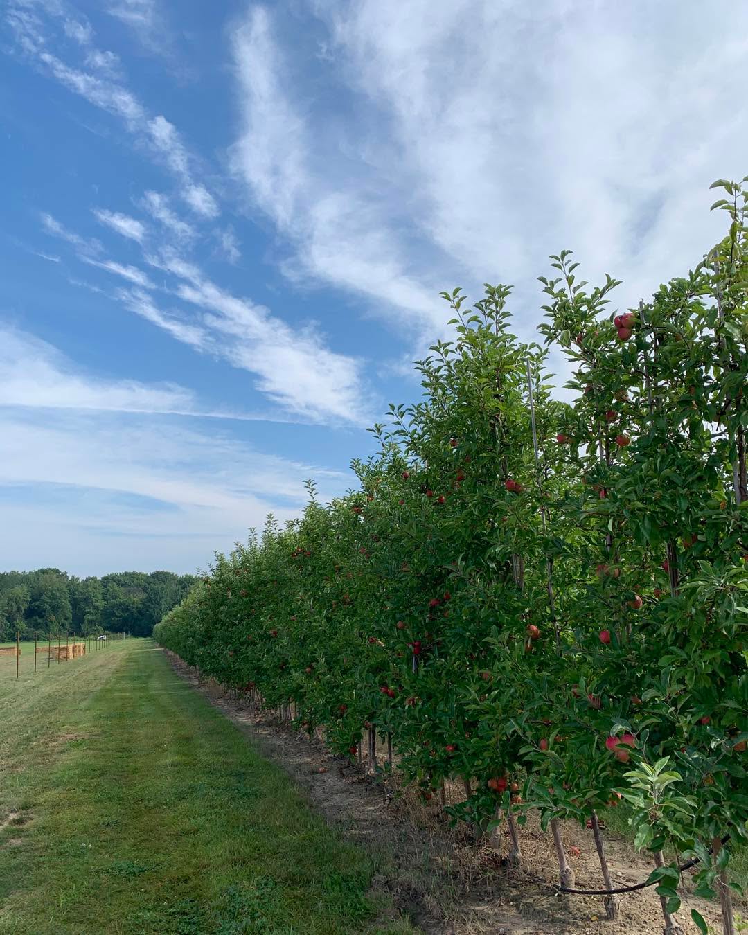 These beautiful August days are perfect for picking apples, enjoying our delicious donuts and soaking up time with family and friends out on the farm!
We’re open until 5 pm today (Friday), closed for the weekend, then back open Monday morning at 7. Come on out!
#farmmarket #fallfun #fall #familyfarm #homegrown #miapples #familyfun #grandrapids #cornmaze #pumpkins #orchard #apples #grandrapidsmichigan #westmichigan #farm #michiganapples