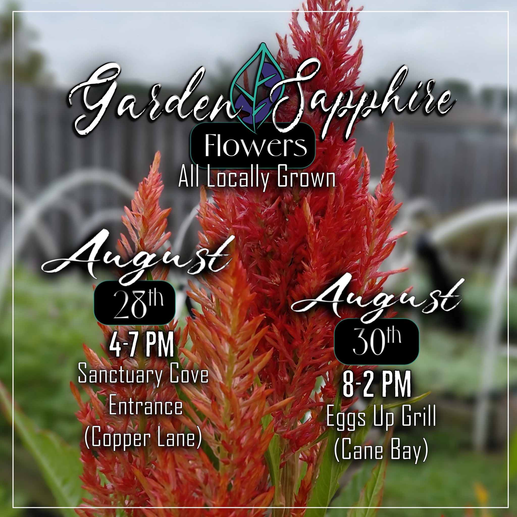 The month of August FLEW by! Get your End-of-August flowers this Friday or Sunday. We will be at our pop-up spot outside the Second Entrance to Sanctuary Cove (at Copper Lane) on Friday from 4-7pm and outside the Cane Bay Eggs Up Grill on Sunday 8-2pm.
If you don't see us out the full time, it is because we have run out! So, make sure you get there early.
Have a GREAT weekend!
@followers