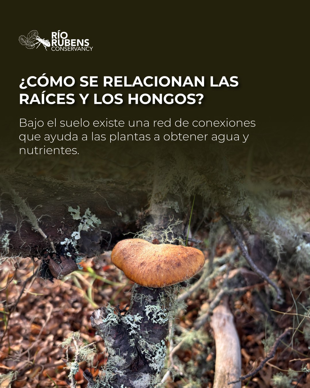 ¿Sabías que las plantas y los hongos pueden estar conectados bajo el suelo?
Mientras observamos los cambios que trae la transición entre invierno y primavera, también ocurren procesos menos visibles. Las raíces y los hongos forman asociaciones que participan en la obtención de agua y nutrientes, contribuyendo al funcionamiento de los ecosistemas.
Gran parte de la vida de un bosque ocurre bajo nuestros pies, incluso cuando no podemos verla.
#Conservacion #MedioAmbiente #RiosLimpios #Naturaleza #Patagonia #ProtegeNuestrosRios #EcoAmigable #Sustentabilidad #FuturoVerde #Chile #PatagoniaChiena #AguaEsVida #Rio #RegionMagallanes #Hongos
.
.
.
.
.
.
.
Did you know that plants and fungi can be connected underground?
While we observe the changes brought by the transition between winter and spring, less visible processes are also taking place. Roots and fungi form associations that help absorb water and nutrients, contributing to the healthy functioning of ecosystems. A large part of a forest's life occurs beneath our feet, even when we can't see it.
#Conservation #NaturePreservation #CleanRivers #EcoFriendly #Sustainability #WildRivers #NaturePhotography #ProtectOurPlanet #GreenFuture #WaterIsLife #SaveTheRivers #Chilean