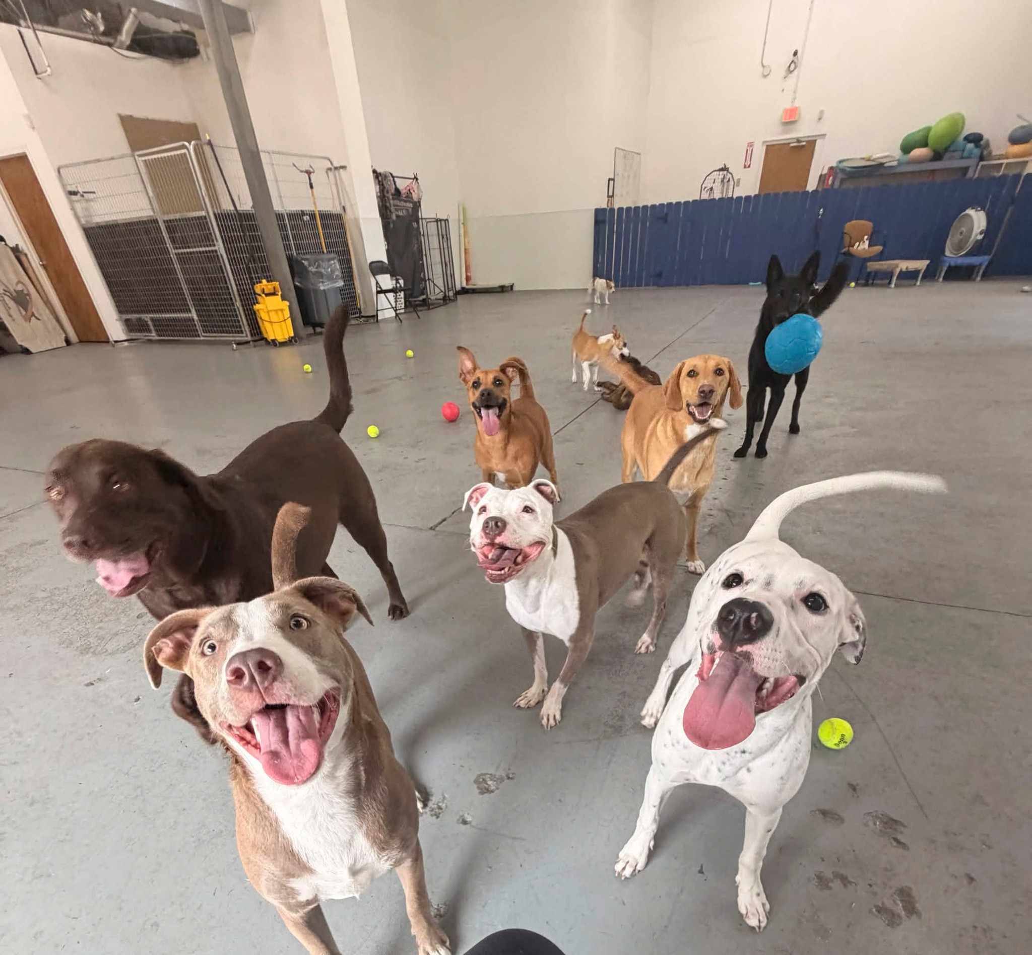 🐾 Puppy Class Starts TONIGHT!
Last call for Polite Puppy at 6:00 PM tonight!
Got a new puppy? Start building good habits now, before the chaos gets bigger, faster, and somehow more opinionated. 😅
We’ll cover:
✨ Potty & crate training
✨ Puppy nipping
✨ Leash intro
✨ Confidence & socialization
✨ Sit, Down, Place, Leave It, Recall
📅 Tonight — Tuesday, Sept 1
⏰ 6:00–7:00 PM
📍 Dauntless Dogs Training
Message us ASAP or visit DauntlessDogTraining.com to sign up!
#PolitePuppy #PuppyTraining #DauntlessDogs #PasadenaMD #CurtisBayMD