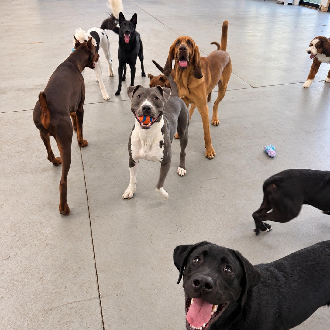 🐾 Saturday plans? Your dog has some now. 😂
Weekend Daycare at Dauntless Dogs is open Saturdays AND Sundays! Whether you’ve got errands to run, plans for the day, or just a dog who woke up and chose absolute chaos, send them to us to burn some energy with their friends. 🐶💨
☀️ Weekend Daycare
🐾 Saturdays & Sundays
⏰ Drop-off: 8:00–9:00 AM
🚗 Pick-up: Before 4:00 PM
They get a day of play, you get a few hours of peace and quiet. Everybody wins. 😂
Book your pup’s weekend daycare spot through the client portal! 💙