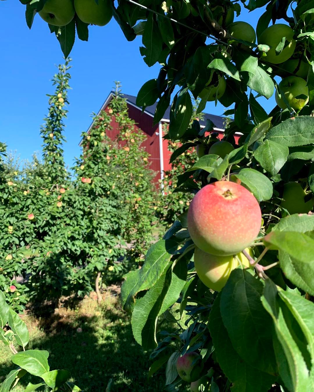 Just a reminder—Friday is your last chance this week to come on out and enjoy freshly picked apples (grown with love… makes all the difference), donuts, and fun on the farm! We are open 7 am-5 pm, then we’ll be closed Saturday, Sunday and Monday (Labor Day). Come on out and stock up on treats from the market to help you enjoy the long weekend. Send out Summer, welcome Fall with us!
Our current apple list is:
Apples in market:
Sweet Maia
Gala
Blondee
Ginger gold
Zestar!
Mac
Apples for U-pick:
Sweet Maia
Gala
Blondee
Mac
Zestar!
