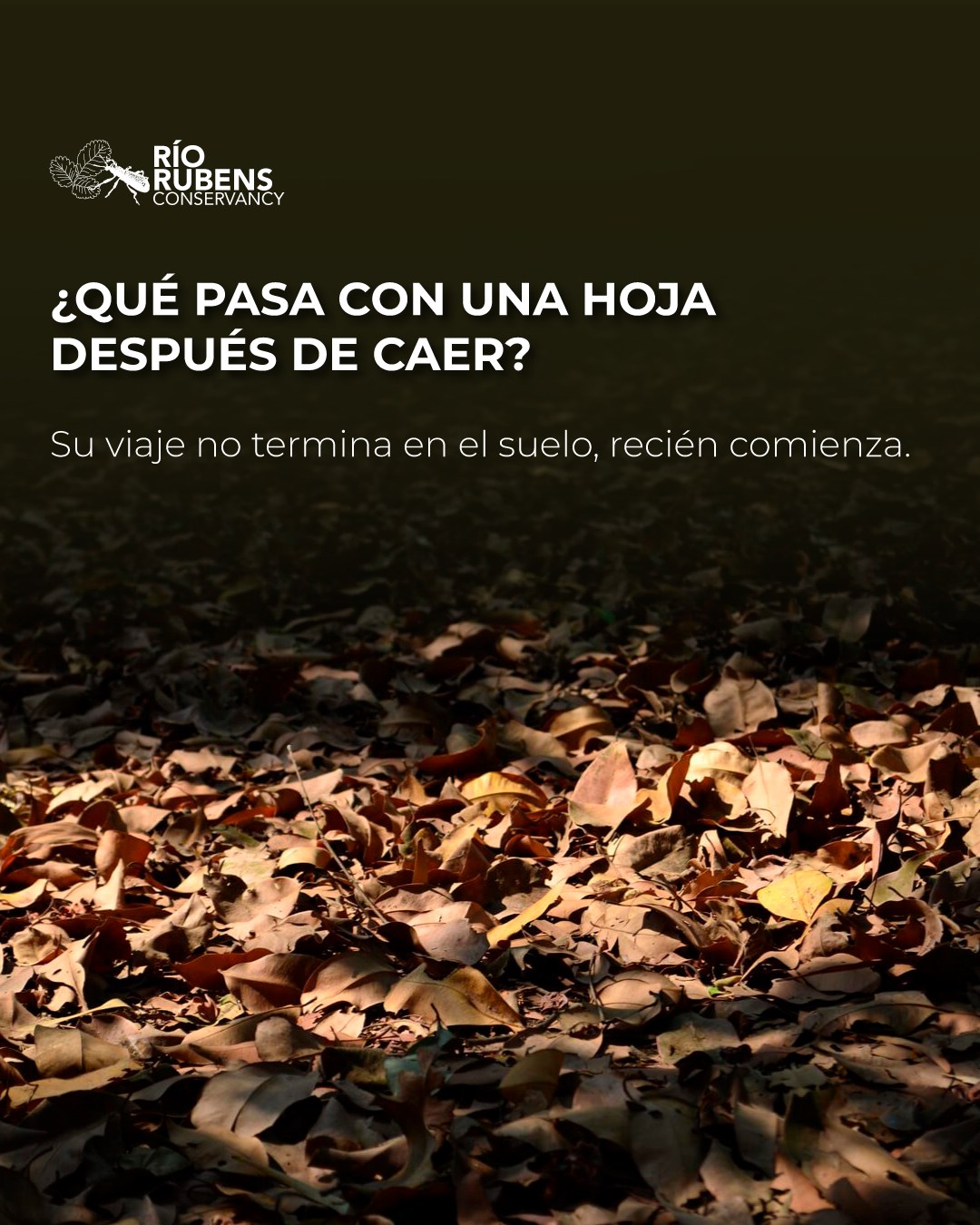 ¿Qué ocurre con una hoja después de caer al suelo?
Cuando una hoja cae, su papel en el ecosistema aún no termina.
Con el tiempo, hongos, bacterias y otros organismos comienzan a descomponerla, transformando lentamente la materia orgánica que contiene. Durante este proceso, los nutrientes almacenados en la hoja vuelven al suelo, donde pueden ser reutilizados por plantas, microorganismos y otros seres vivos. Lo que parece ser el final de una hoja es, en realidad, parte de un ciclo continuo de reciclaje que ayuda a mantener el funcionamiento de los ecosistemas. En la naturaleza, pocas cosas se desperdician. Muchos de los recursos que sostienen la vida vuelven una y otra vez a formar parte del mismo sistema.
#Conservacion #MedioAmbiente #RiosLimpios #Naturaleza #Patagonia #ProtegeNuestrosRios #EcoAmigable #Sustentabilidad #FuturoVerde #Chile #PatagoniaChiena #AguaEsVida #Rio #RegionMagallanes #Hongos
.
.
.
.
.
.
.
.
What happens to a leaf after it falls to the ground?
When a leaf falls, its role in the ecosystem is far from over.
Over time, fungi, bacteria, and other organisms begin to decompose it, slowly transforming the organic matter it contains. During this process, the nutrients stored in the leaf return to the soil, where they can be reused by plants, microorganisms, and other living beings. What seems to be the end of a leaf is, in reality, part of a continuous cycle of recycling that helps maintain the functioning of ecosystems. In nature, very few things go to waste. Many of the resources that sustain life return time and again to be part of the same system.
#Conservation #NaturePreservation #CleanRivers #EcoFriendly #Sustainability #WildRivers #NaturePhotography #ProtectOurPlanet #GreenFuture #WaterIsLife #SaveTheRivers #Chilean