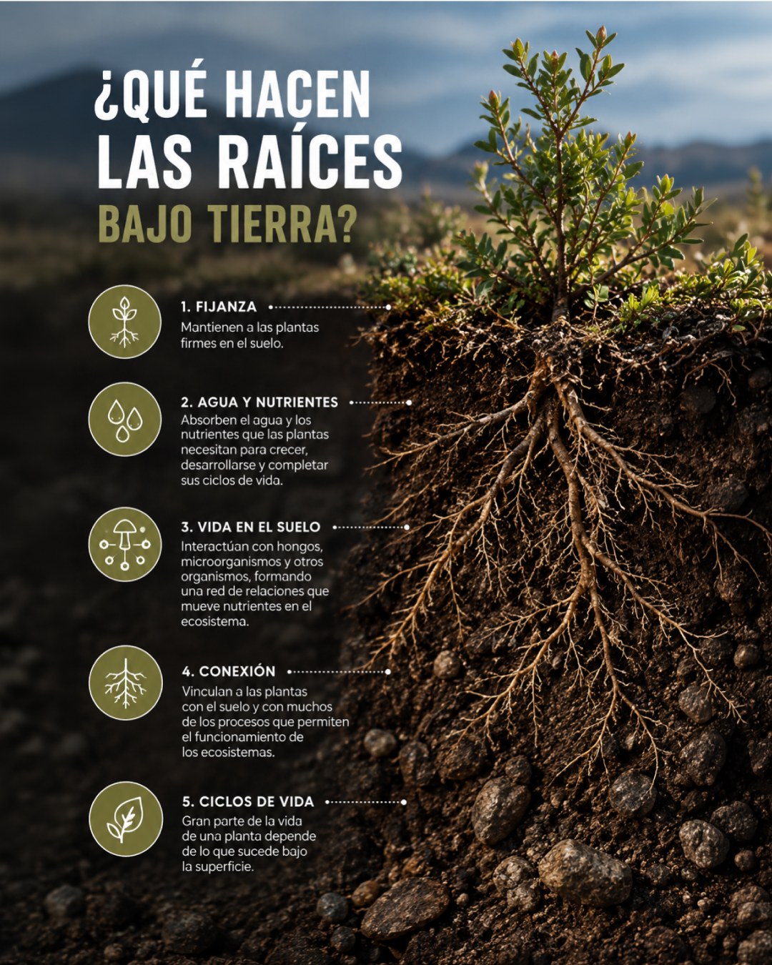 ¿Por qué el suelo está lleno de vida?
Aunque a simple vista parezca solo tierra, el suelo alberga una gran diversidad de organismos. Hongos, bacterias, insectos, lombrices y raíces interactúan constantemente, participando en procesos como la descomposición de la materia orgánica y el reciclaje de nutrientes. Gracias a esta actividad, el suelo contribuye al crecimiento de las plantas y al funcionamiento de los ecosistemas. Gran parte de la vida de un ecosistema ocurre donde rara vez miramos: bajo nuestros pies.
#Conservacion #MedioAmbiente #RiosLimpios #Naturaleza #Patagonia #ProtegeNuestrosRios #EcoAmigable #Sustentabilidad #FuturoVerde #Chile #PatagoniaChiena #AguaEsVida #Rio #RegionMagallanes #Nieve #NieveAustral
.
.
.
.
.
.
.
.
.
Why is the soil full of life?
Although it may look like just dirt at first glance, the soil harbors a great diversity of organisms. Fungi, bacteria, insects, earthworms, and roots interact constantly, participating in processes such as the decomposition of organic matter and nutrient recycling. Thanks to this activity, the soil contributes to plant growth and the functioning of ecosystems. Much of an ecosystem's life happens where we rarely look: beneath our feet.
#Conservation #NaturePreservation #CleanRivers #EcoFriendly #Sustainability #WildRivers #NaturePhotography #ProtectOurPlanet #GreenFuture #WaterIsLife #SaveTheRivers #Chilean