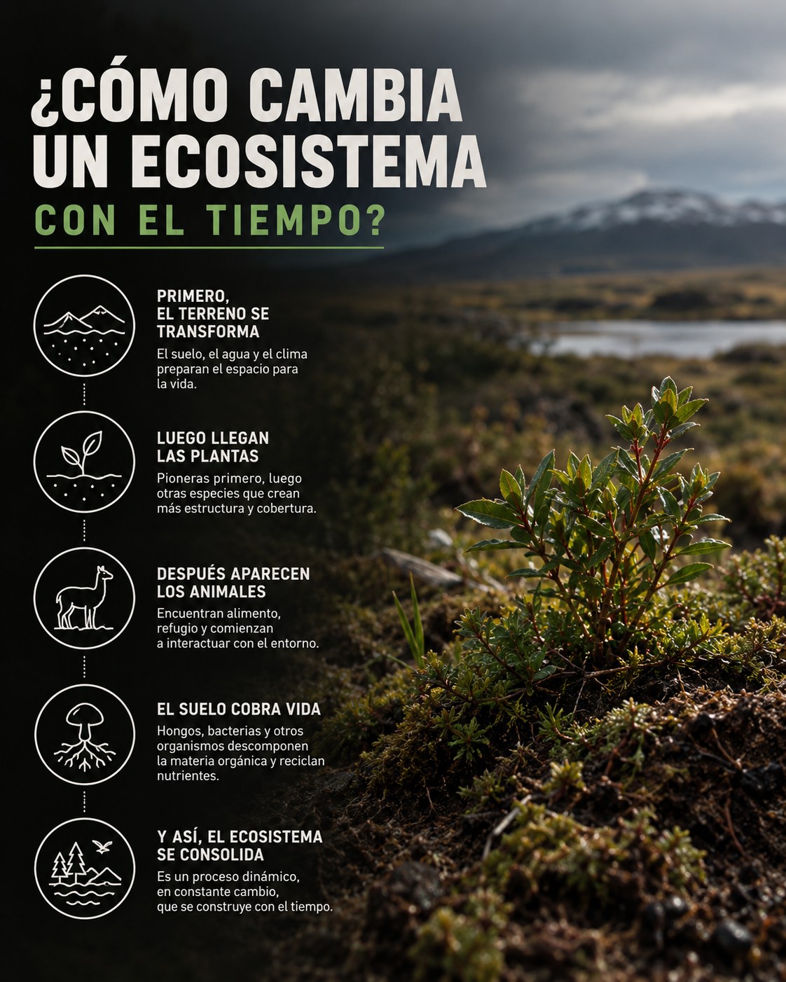 ¿Cómo cambia un ecosistema con el tiempo?
Los ecosistemas no permanecen iguales para siempre. Cambian constantemente como resultado de la interacción entre el clima, el suelo, el agua y los seres vivos que los habitan. A medida que nuevas especies se establecen, otras disminuyen o desaparecen, y las condiciones ambientales varían, el ecosistema también se transforma. Algunos cambios ocurren en períodos cortos, mientras que otros pueden desarrollarse a lo largo de décadas o incluso siglos.
Por eso, cuando observamos un bosque, un humedal o una pradera, estamos viendo una fotografía momentánea de un proceso que continúa evolucionando. Los ecosistemas son dinámicos. Su historia se construye a través de cambios continuos que dan forma a la vida que encontramos en ellos.
#Conservacion #MedioAmbiente #RiosLimpios #Naturaleza #Patagonia #ProtegeNuestrosRios #Ecologia #Sustentabilidad #FuturoVerde #Chile #PatagoniaChiena #PatagoniaChilena #Rio #RegionMagallanes
.
.
.
.
.
.
.
.
How does an ecosystem change over time?
Ecosystems do not remain the same forever. They are constantly changing as a result of the interaction between climate, soil, water, and the living organisms that inhabit them. As new species become established, others decline or disappear, and environmental conditions vary, the ecosystem transforms as well. Some changes occur over short periods, while others can unfold over decades or even centuries.
Because of this, when we look at a forest, a wetland, or a grassland, we are seeing a momentary snapshot of a process that continues to evolve. Ecosystems are dynamic. Their history is built through continuous changes that shape the life we find within them.
#Conservation #NaturePreservation #CleanRivers #EcoFriendly #Sustainability #WildRivers #NaturePhotography #ProtectOurPlanet #GreenFuture #WaterIsLife #SaveTheRivers #Chilean