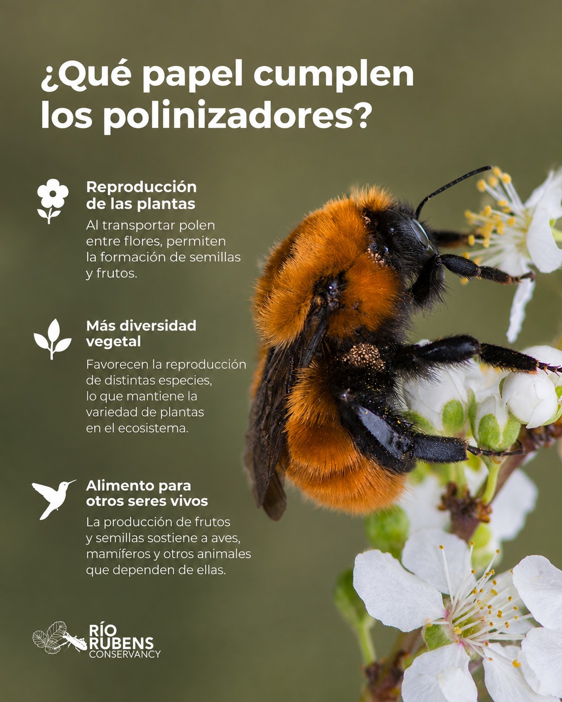 ¿Qué papel cumplen los polinizadores?
Muchas plantas dependen de los polinizadores para reproducirse. Al desplazarse entre flores, animales como insectos, aves y otros organismos transportan polen de una planta a otra, haciendo posible la formación de frutos y semillas en numerosas especies. Este proceso contribuye a la reproducción de las plantas y al mantenimiento de muchas de las relaciones que ocurren dentro de los ecosistemas. Aunque suelen pasar desapercibidos, los polinizadores participan en un proceso fundamental para la continuidad de muchas comunidades vegetales. Gran parte de los ciclos de vida que observamos en la naturaleza comienzan con este intercambio entre flores y polinizadores.
.
.
.
.
.
.
.
.
.
.
.
What role do pollinators play?
Many plants rely on pollinators to reproduce. Moving between flowers, animals such as insects, birds, and other organisms transport pollen from one plant to another, making the formation of fruits and seeds possible in numerous species. This process contributes to plant reproduction and to maintaining many of the relationships that occur within ecosystems. Although they often go unnoticed, pollinators participate in a fundamental process for the continuity of many plant communities. Much of the life cycles we observe in nature begin with this exchange between flowers and pollinators.
#Conservacion #MedioAmbiente #RiosLimpios #Naturaleza #Patagonia #Conservation #NaturePreservation #CleanRivers #EcoFriendly #Sustainability #WildRivers #NaturePhotography #ProtectOurPlanet #GreenFuture #WaterIsLife #SaveTheRivers #Chilean