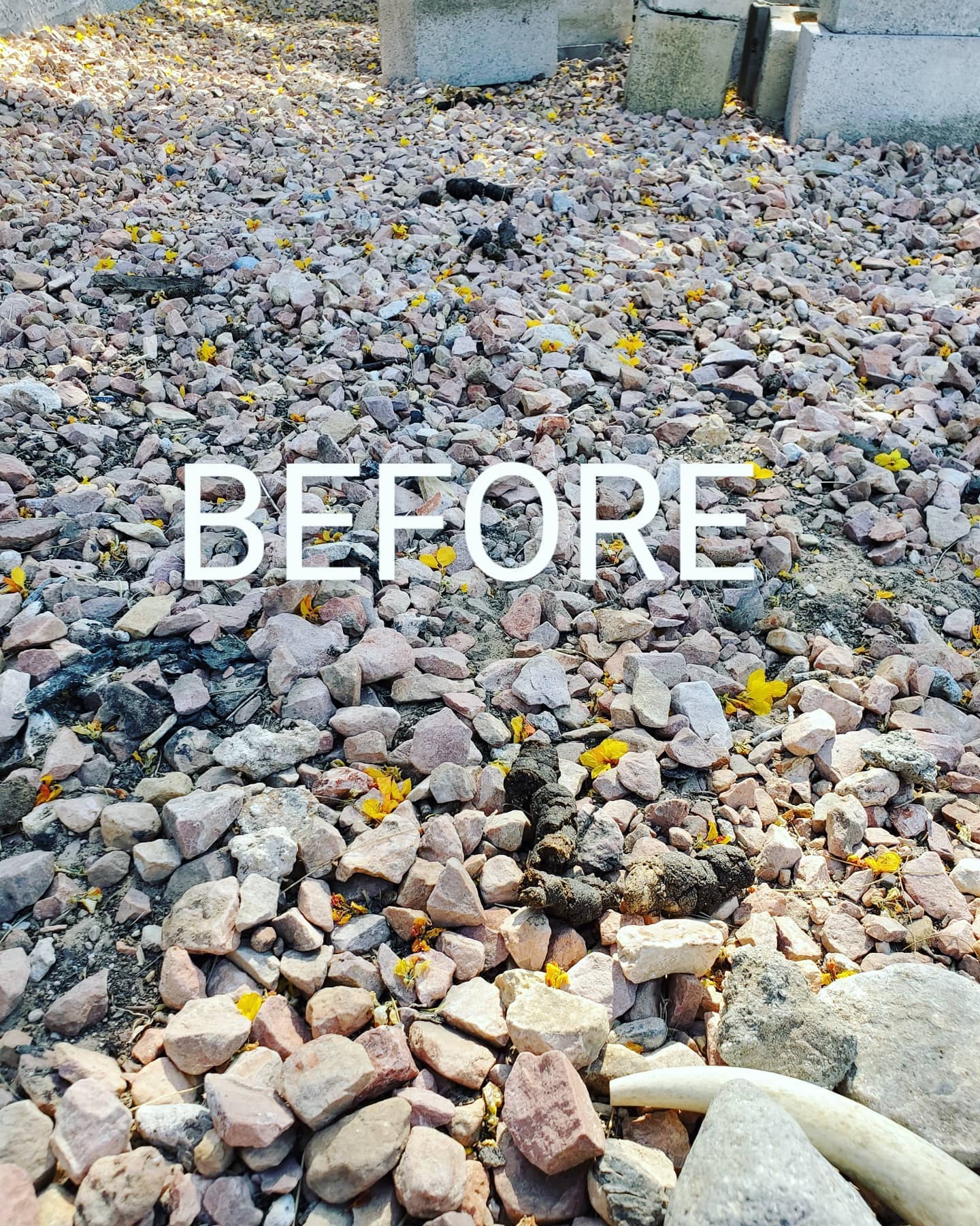 Don't just throw it away TURD IT AWAY!
• Eco-Friendly pooper scooper service • Complete Dog Waste Clean Up & Haul Away
• Scent Relief
• Biodegradable products
• Fecal matter testing (optional)
Call now for a #freeestimate #7024620050 #pooperscooperservice #turditaway #fecalmatter #poop #dogpoop #catpoop #poopoo #turd #haulaway #cleanyard #healthy #feces #environmentalhealth #cleanenvironment