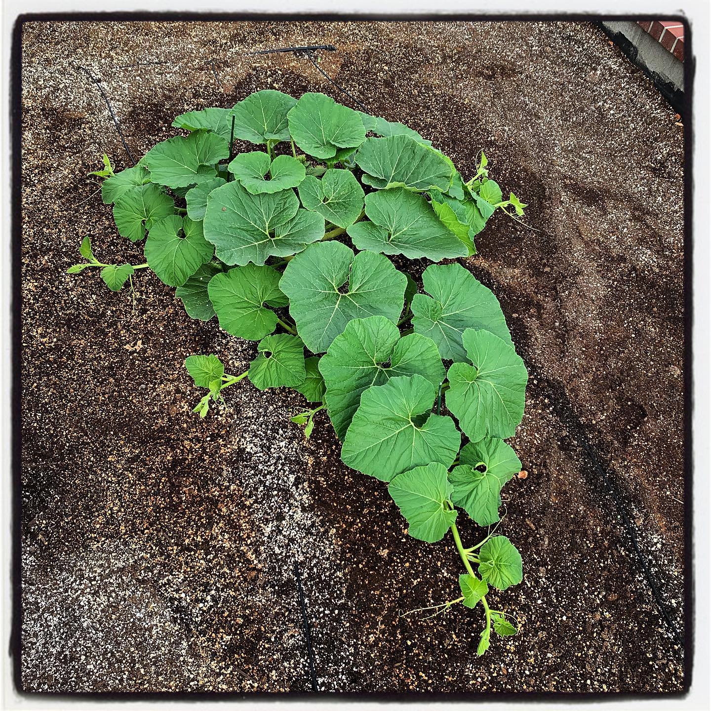 Check out the progress of our giant pumpkin patch this year at Sutter Heath Park in Sacramento, CA. Without baseball, @gamedaygordo 2.0 is the most exciting thing happening in the ball park! #oto #growyourown #organic #giantpumpkin #garden #gardening #greenthumb #gardenchat #rivercats #sacramento