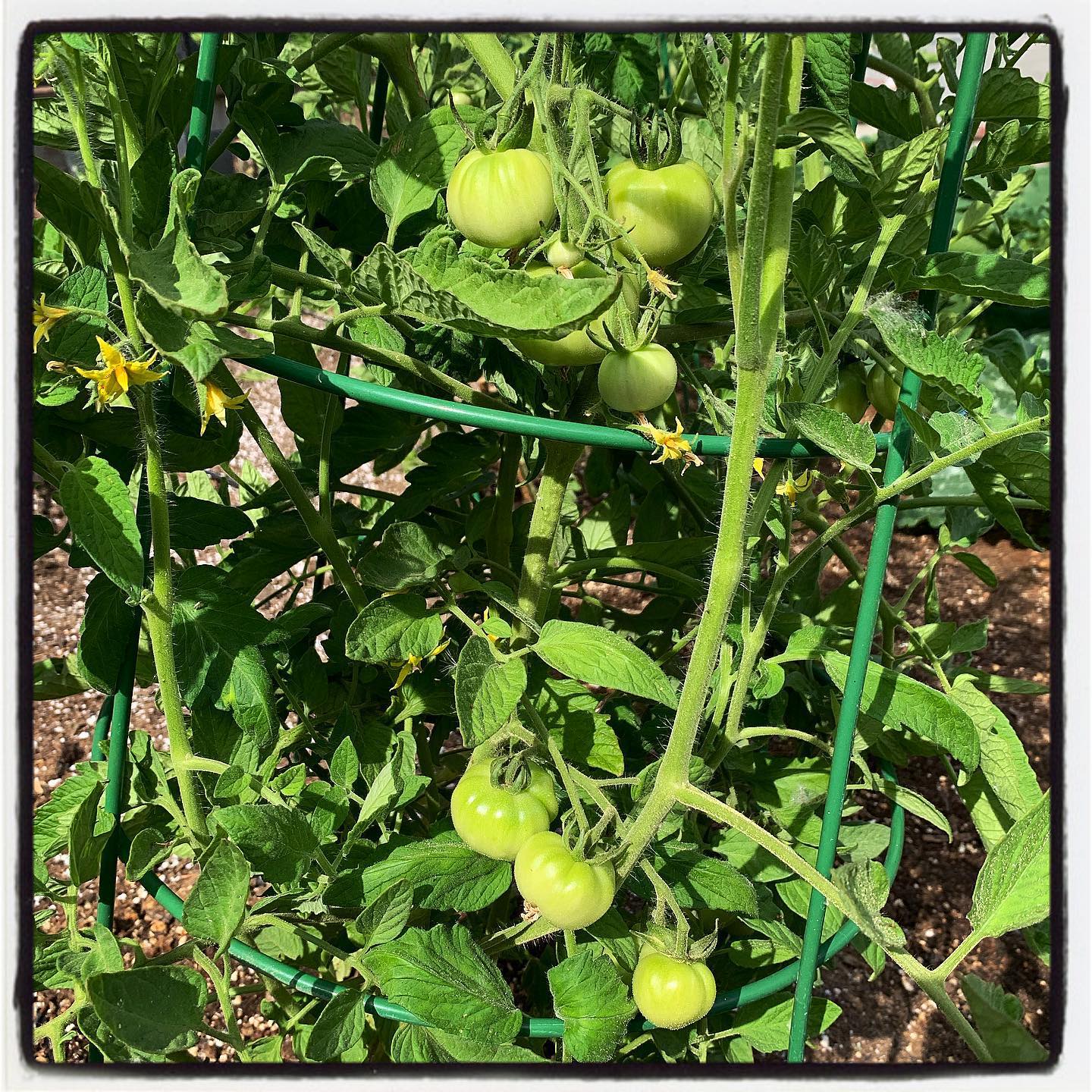 What kind of tomatoes are you all growing this year? #oto #growyourown #organic #tomato #garden #gardening #gardenchat #greenthumb