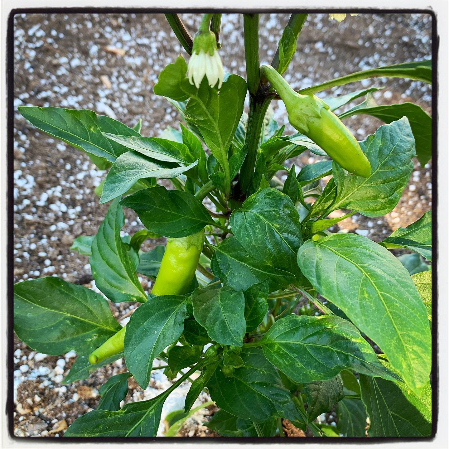 First peppers of the year! Can anyone guess the variety? #oto #growyourown #organic #pepper #garden #gardenchat #gardening #greenthumb
